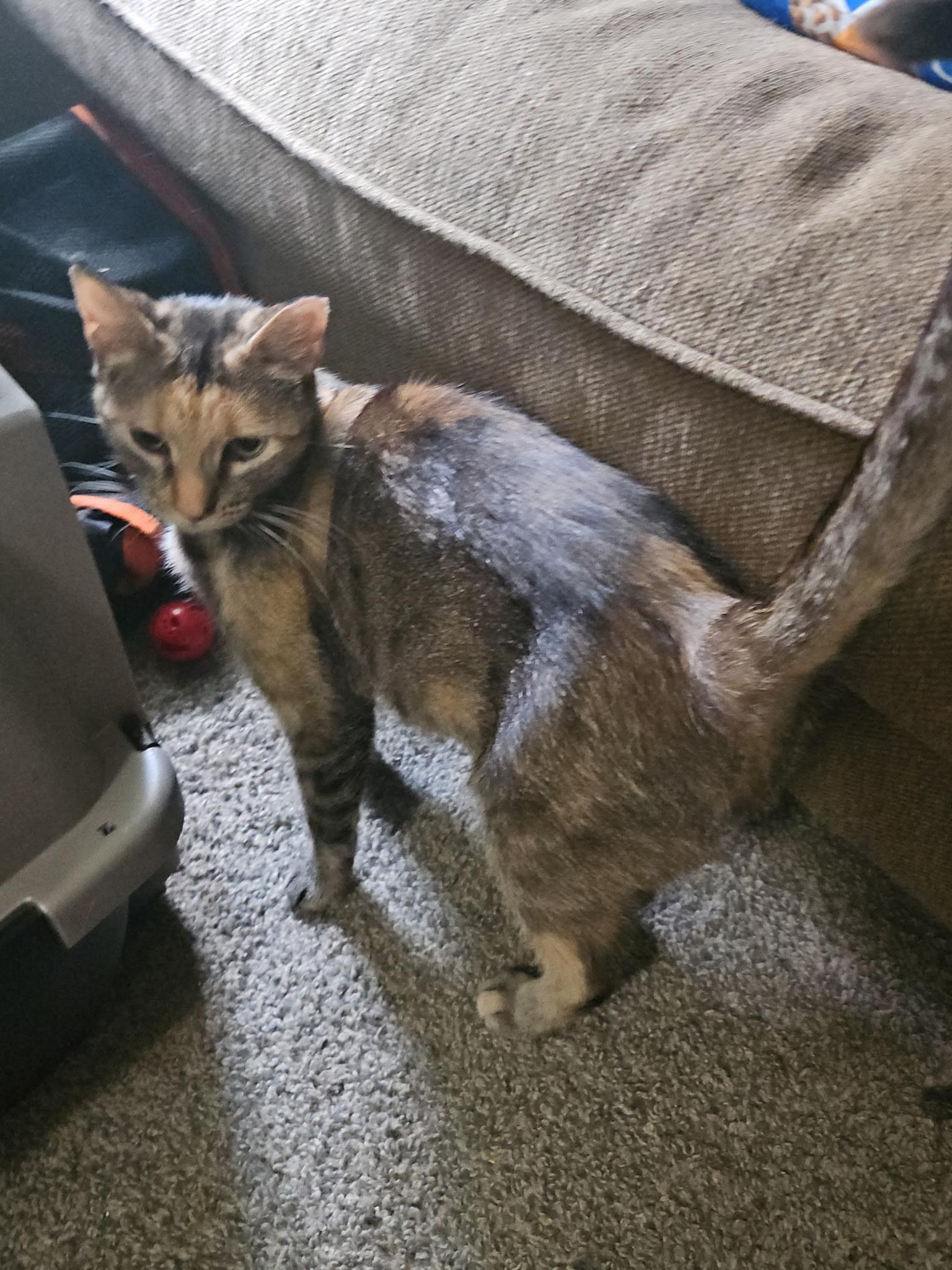 Enlarge Mirra, an adopted Domestic Short Hair in Dyersburg, TN image 2/2