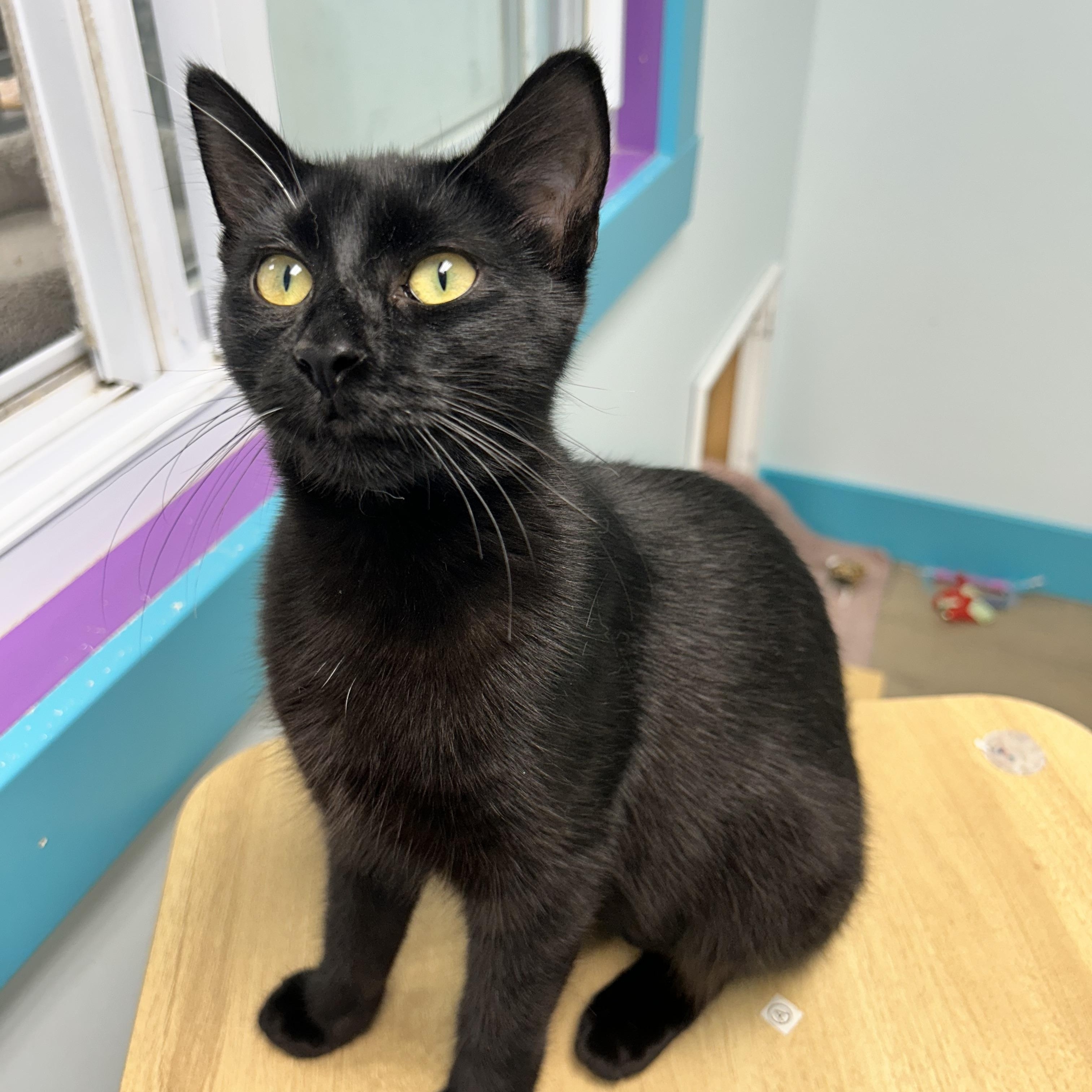Enlarge Squish, a Adoptable Domestic Short Hair in Grand Rapids, MI image 2/6