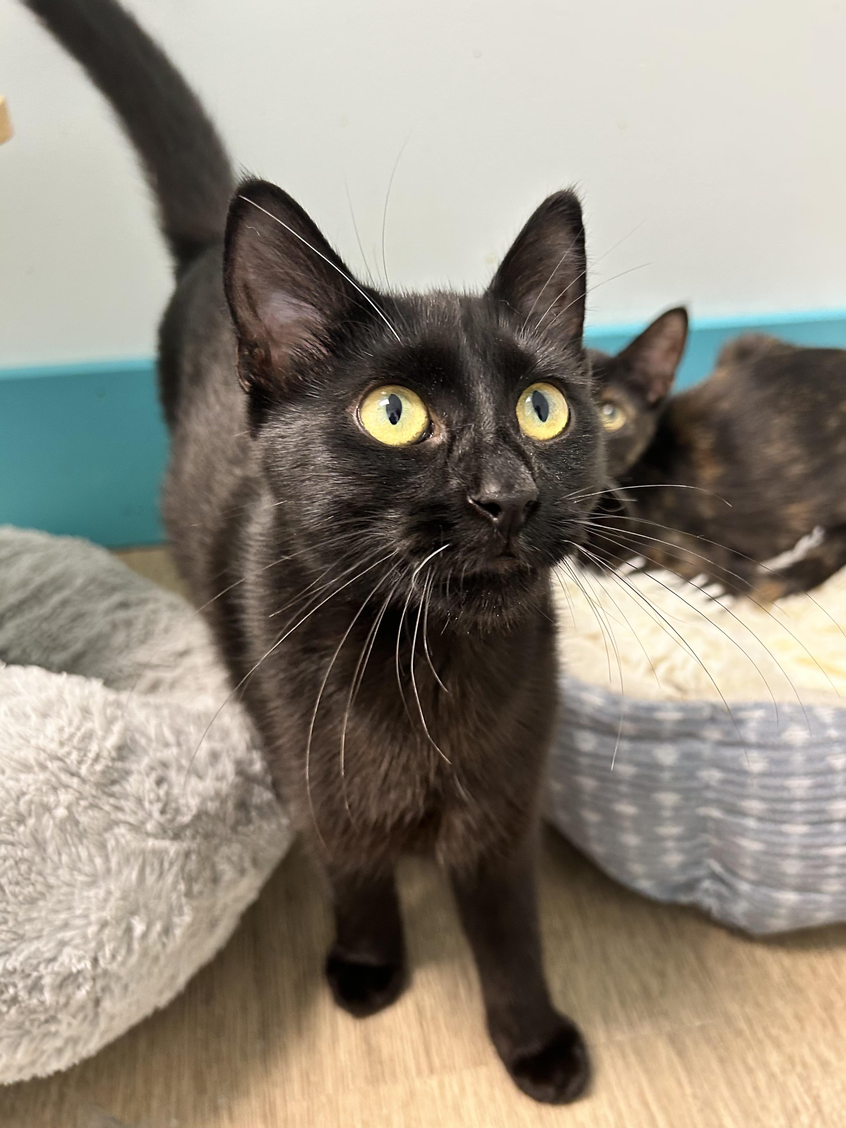 Enlarge Squish, a Adoptable Domestic Short Hair in Grand Rapids, MI image 4/6
