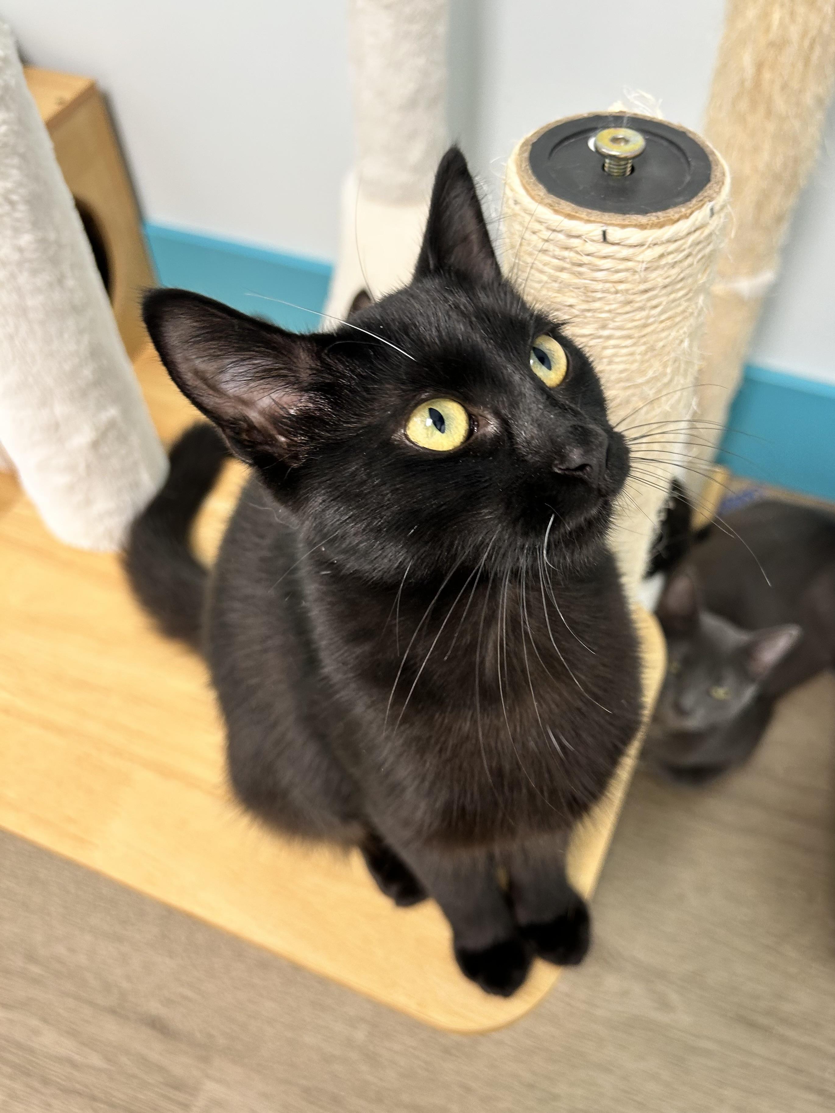 Enlarge Squish, a Adoptable Domestic Short Hair in Grand Rapids, MI image 3/6