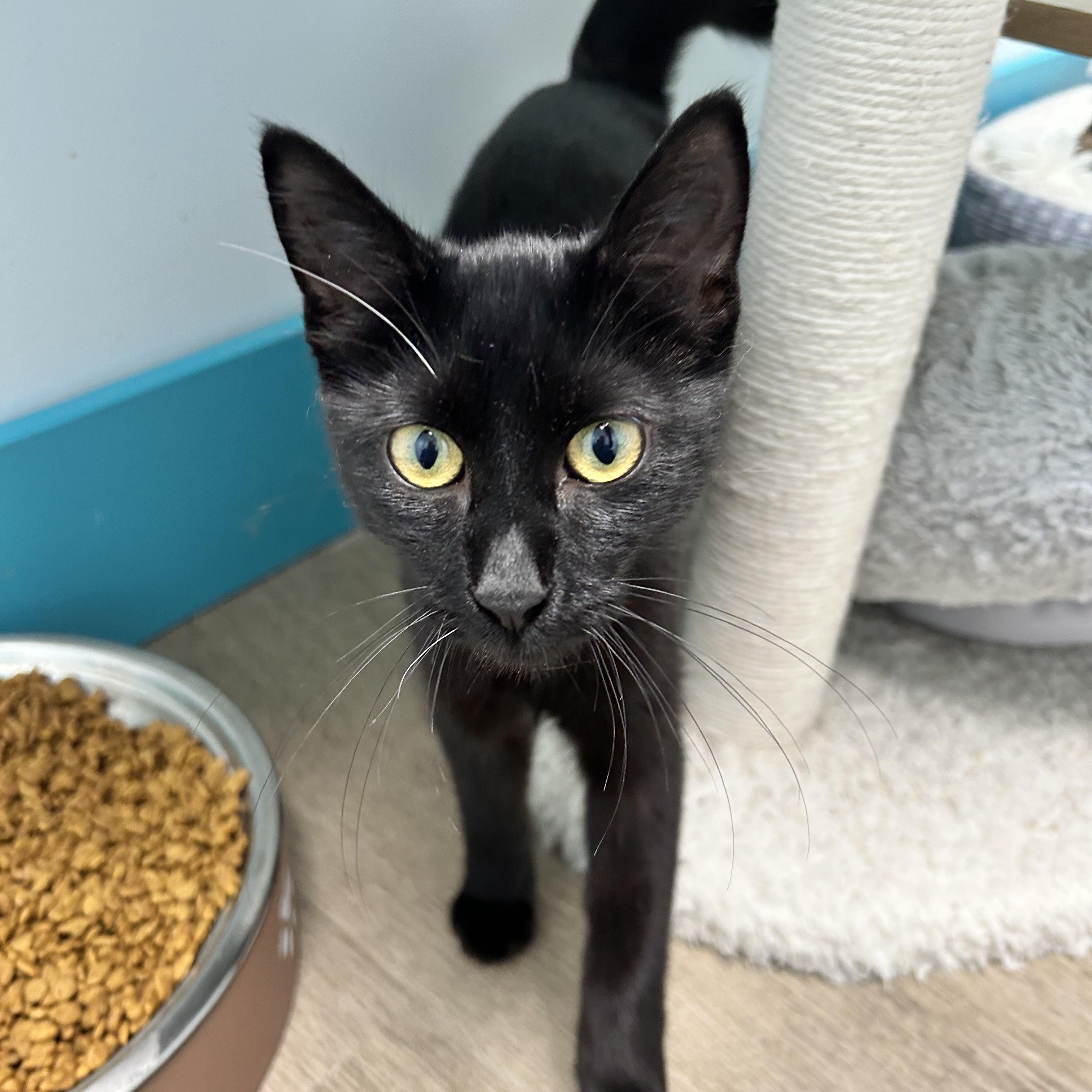 Enlarge Squish, a Adoptable Domestic Short Hair in Grand Rapids, MI image 5/6