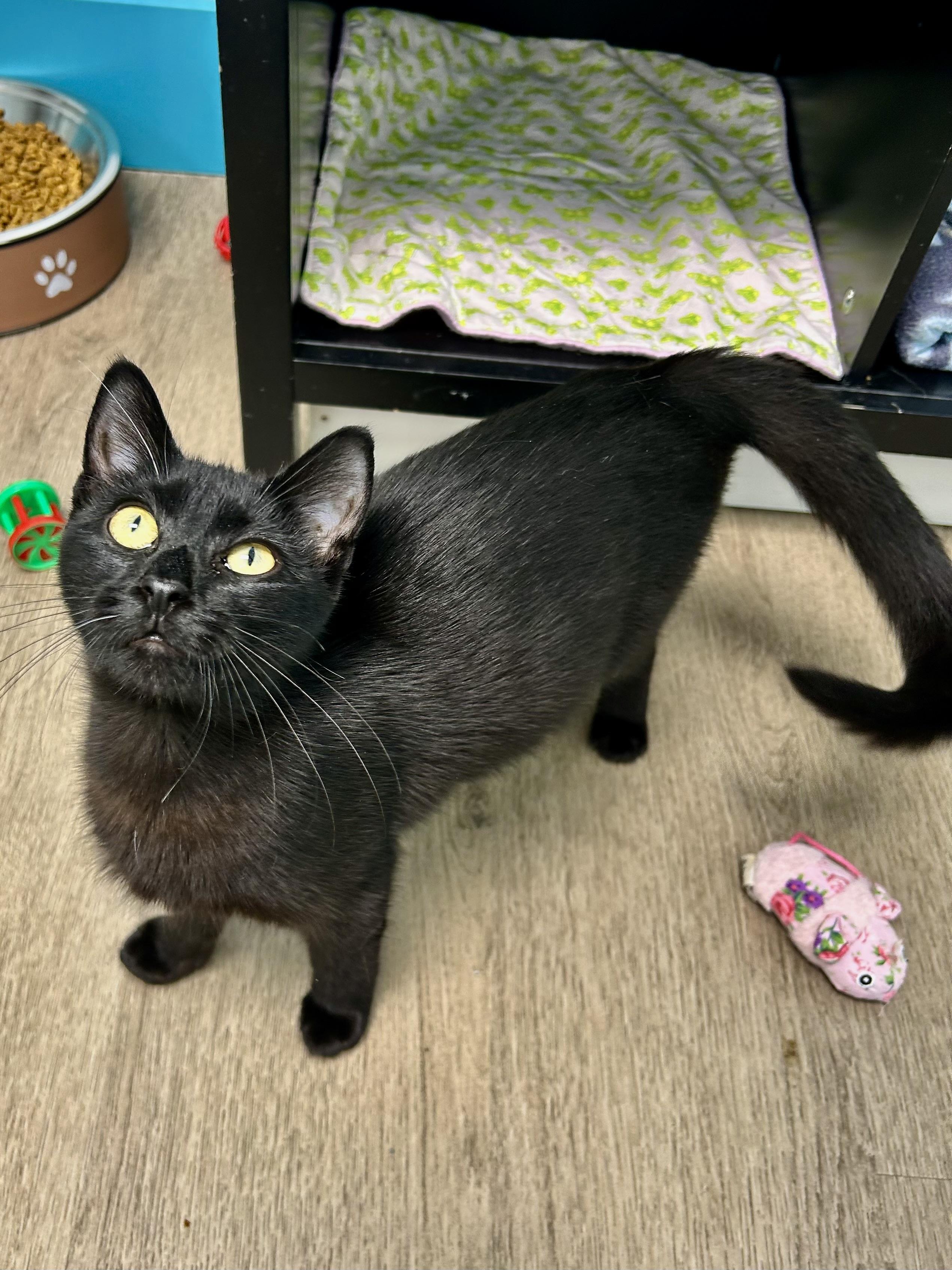 Enlarge Squish, a Adoptable Domestic Short Hair in Grand Rapids, MI image 6/6