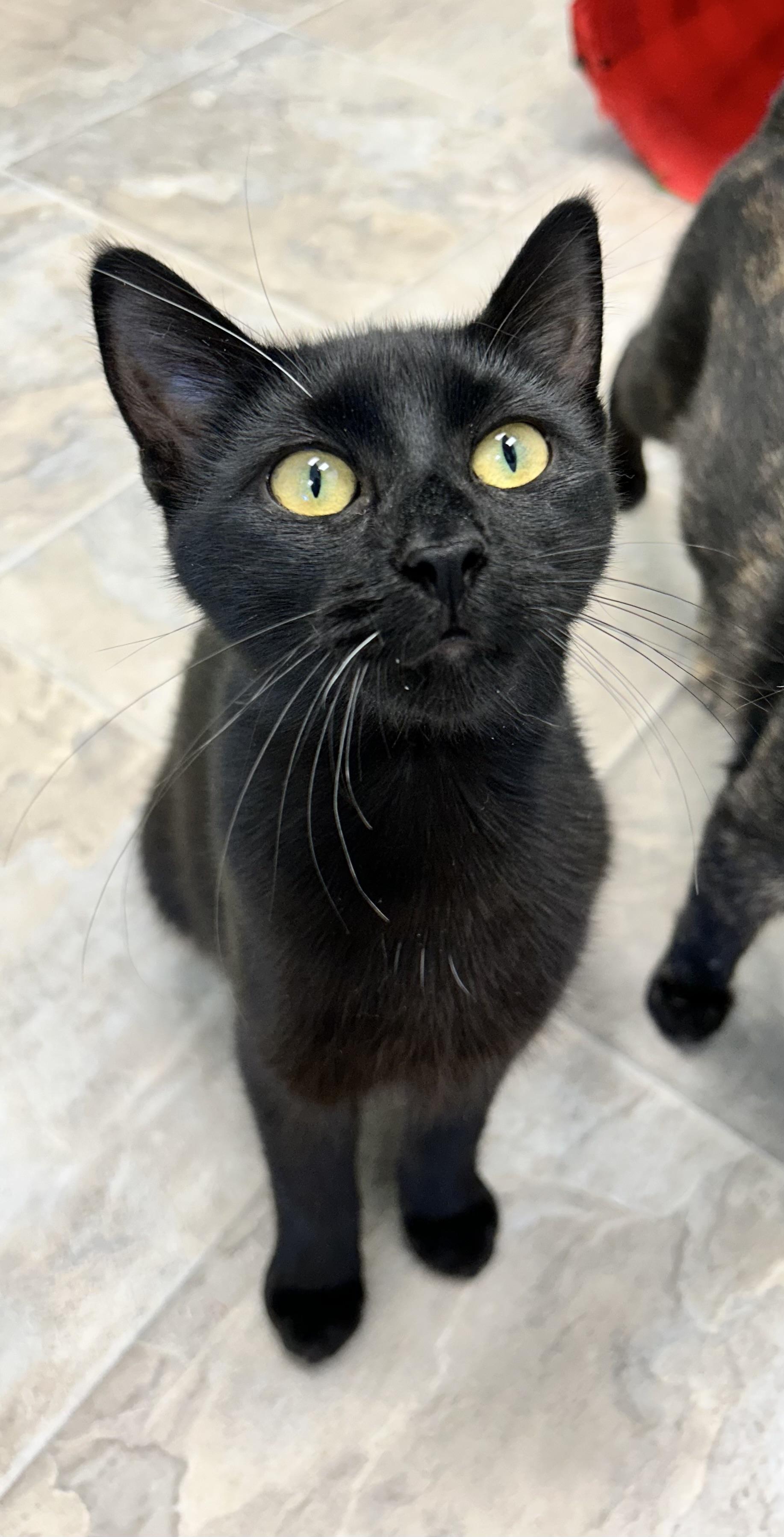 Squish, Adoptable, Kitten Male Domestic Short Hair.