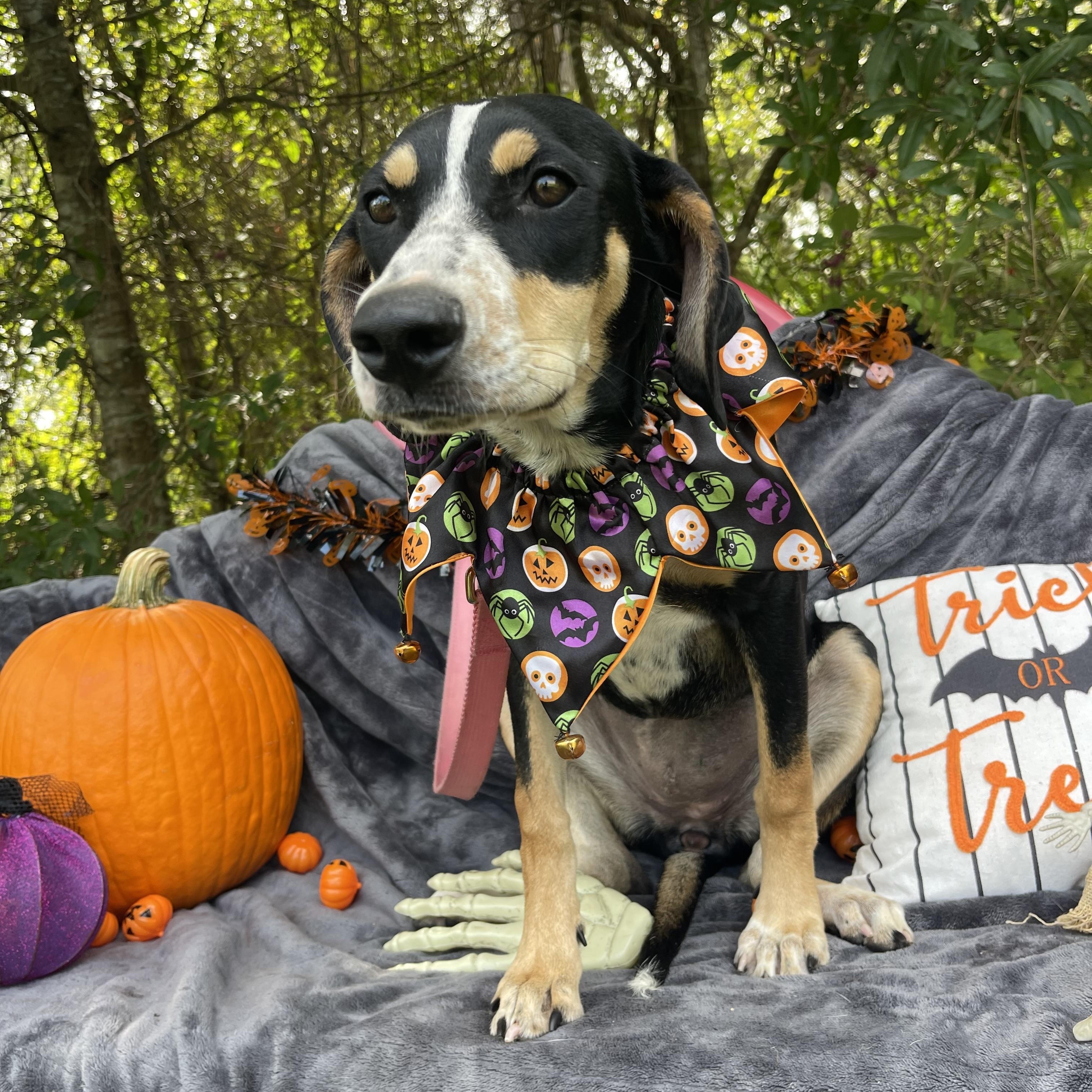 Enlarge Rosa, a Adopted mixed breed in Sebring, FL image 3/5