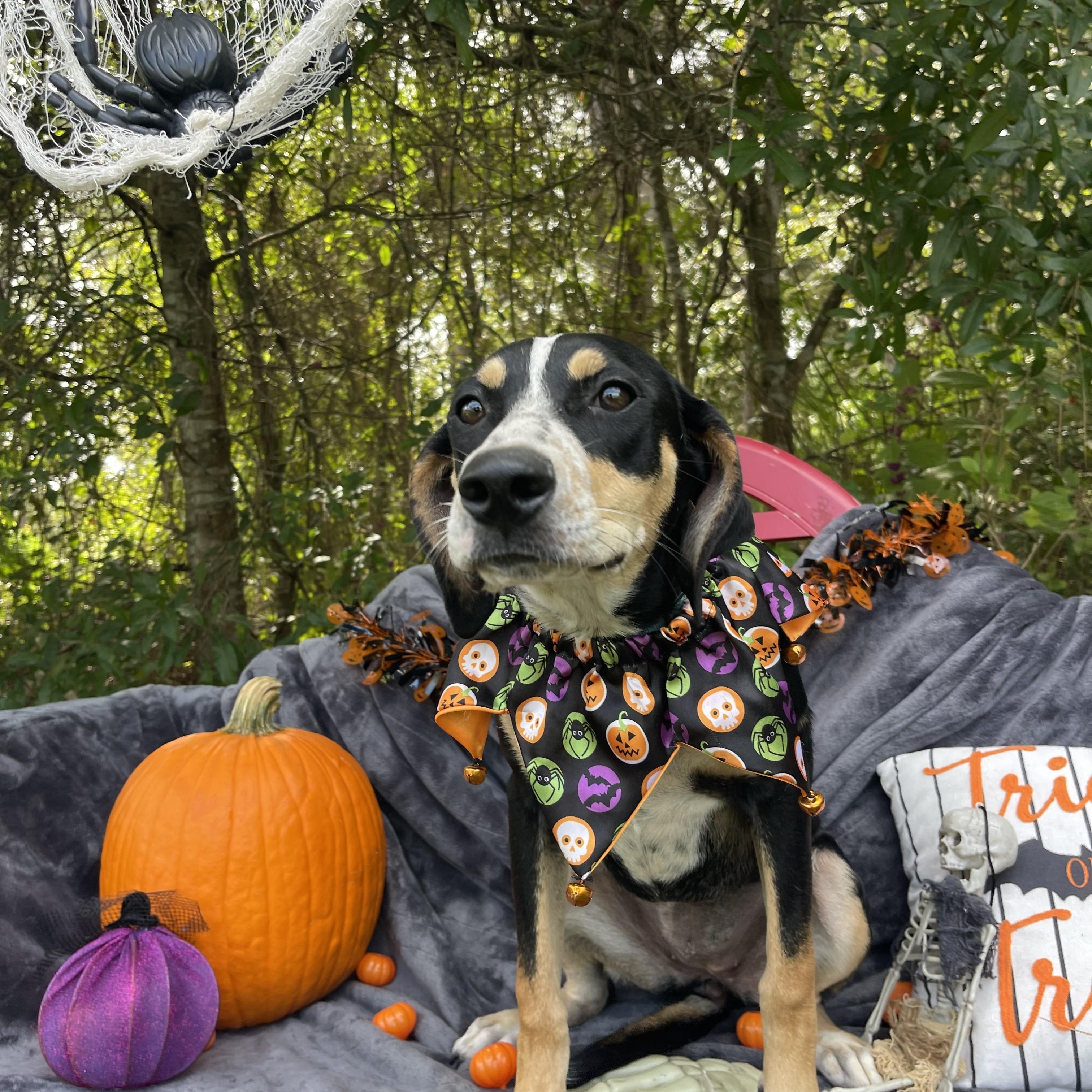 Enlarge Rosa, a Adopted mixed breed in Sebring, FL image 4/5