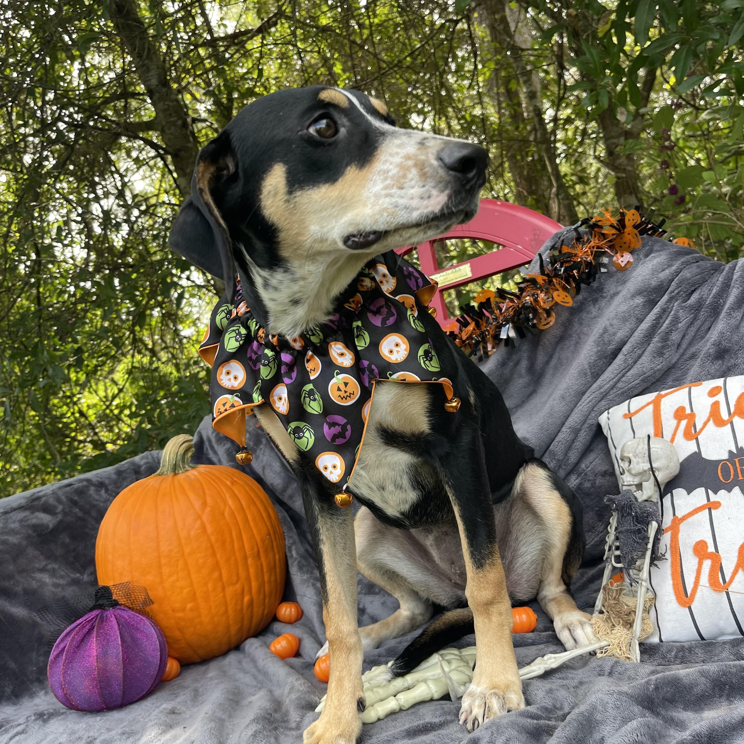 Enlarge Rosa, a Adopted mixed breed in Sebring, FL image 5/5