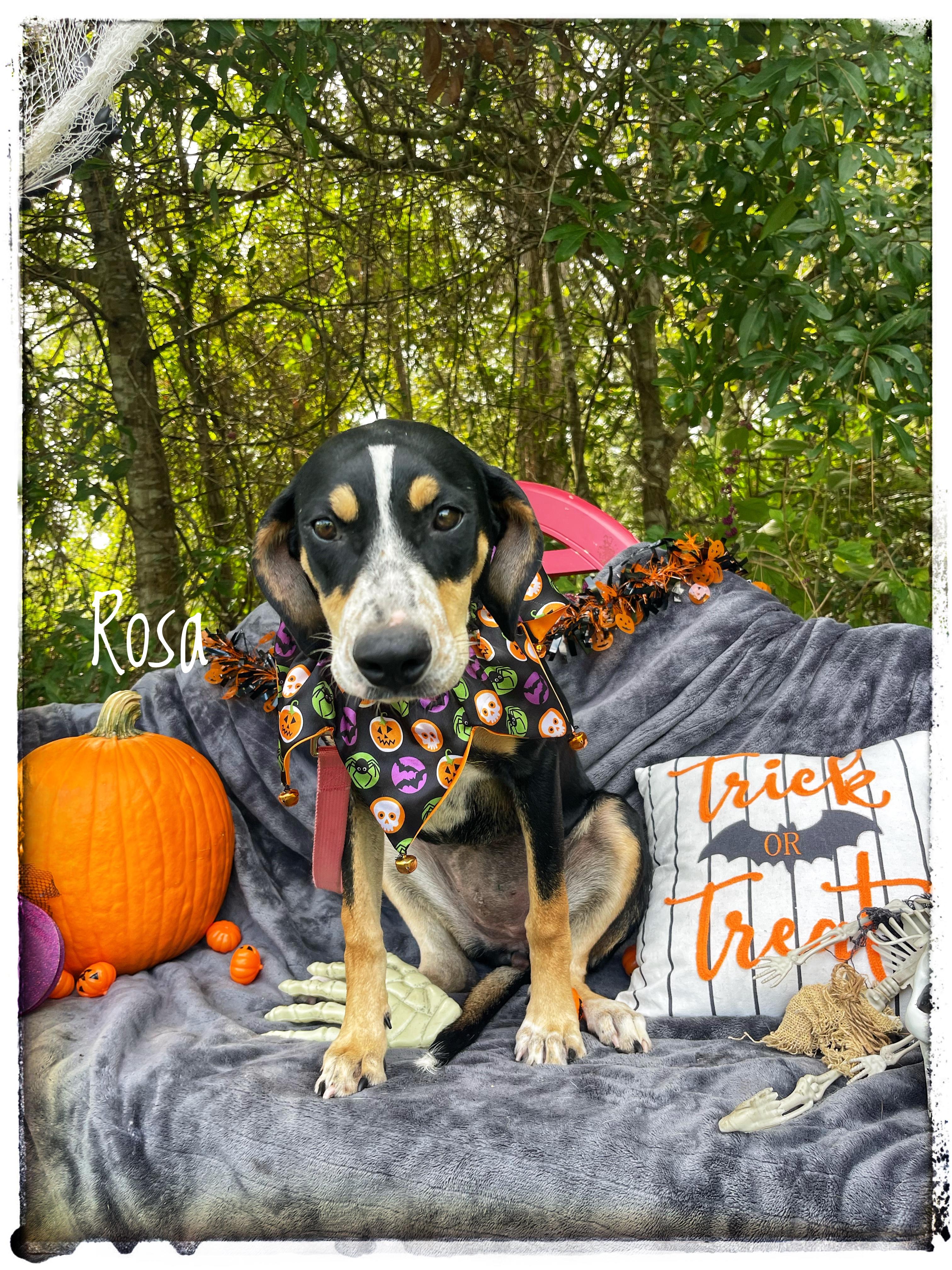Rosa, Adopted, Young Female Bluetick Coonhound.