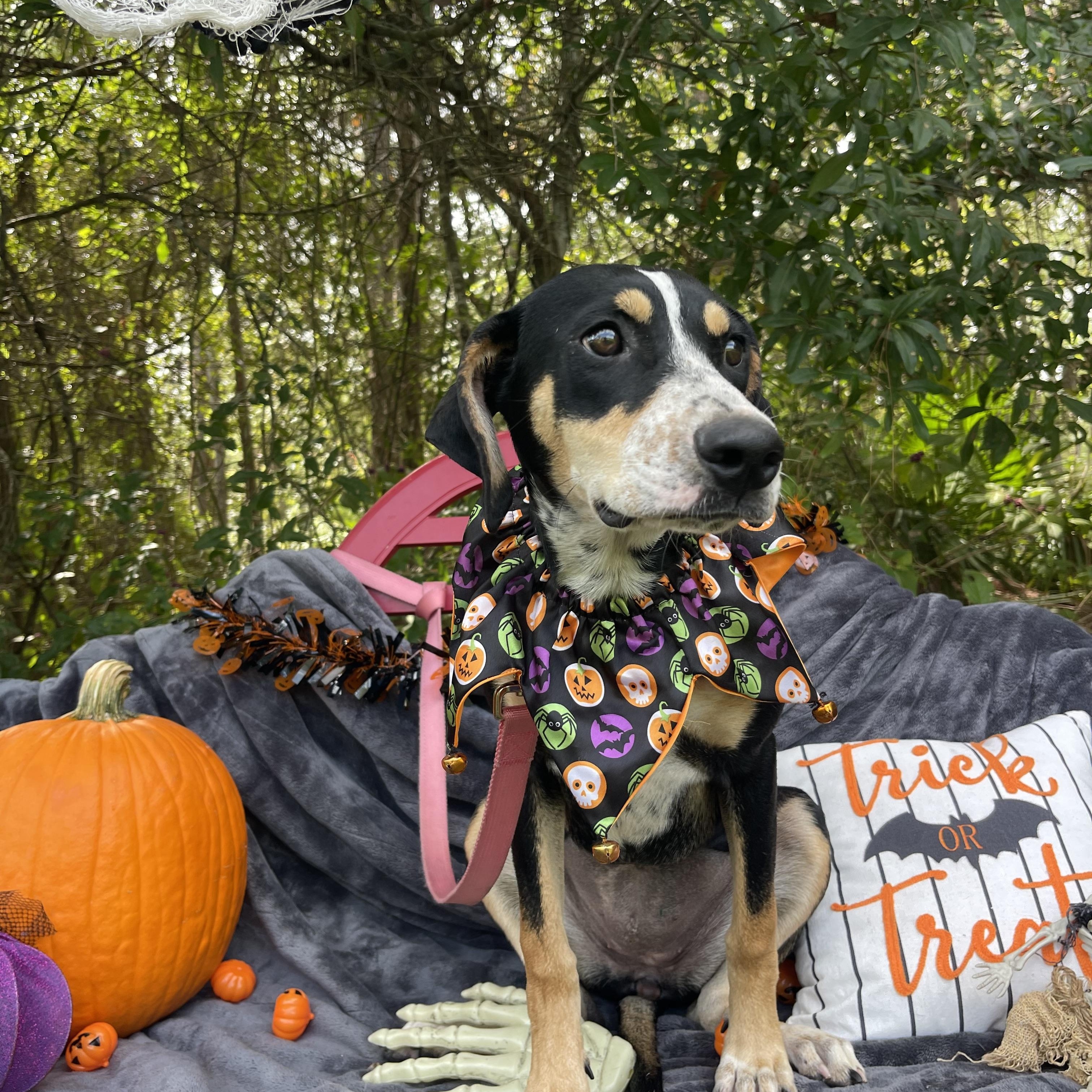 Enlarge Rosa, a Adopted mixed breed in Sebring, FL image 2/5