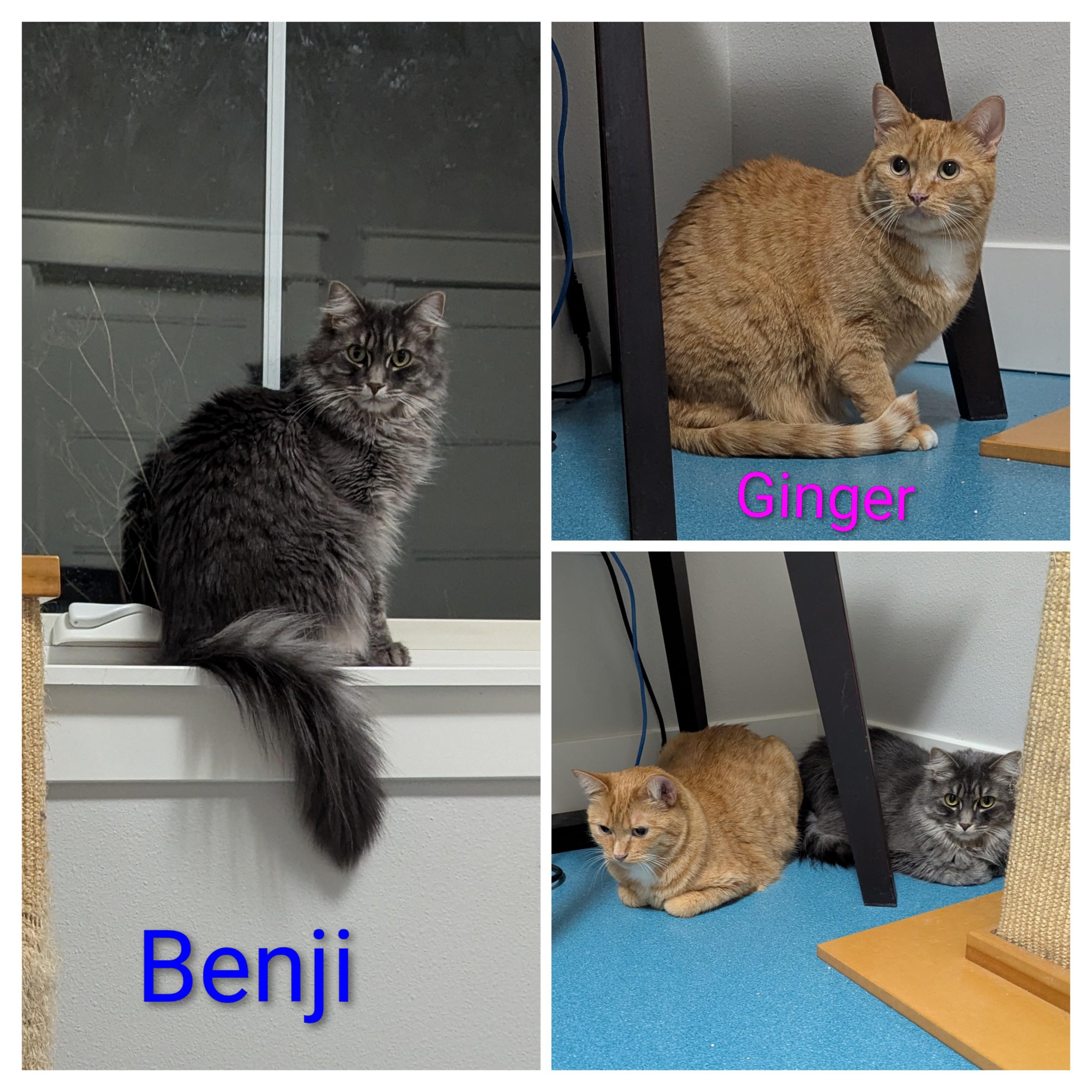 Enlarge Ginger, a ADOPTABLE Domestic Short Hair in West Richland, WA image 3/4