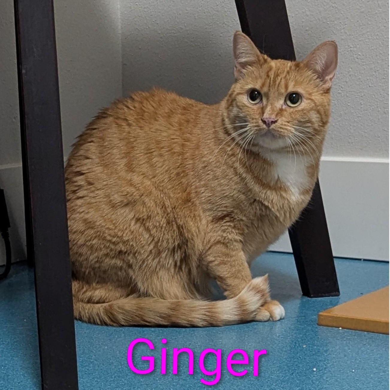 Enlarge Ginger, a ADOPTABLE Domestic Short Hair in West Richland, WA image 1/4