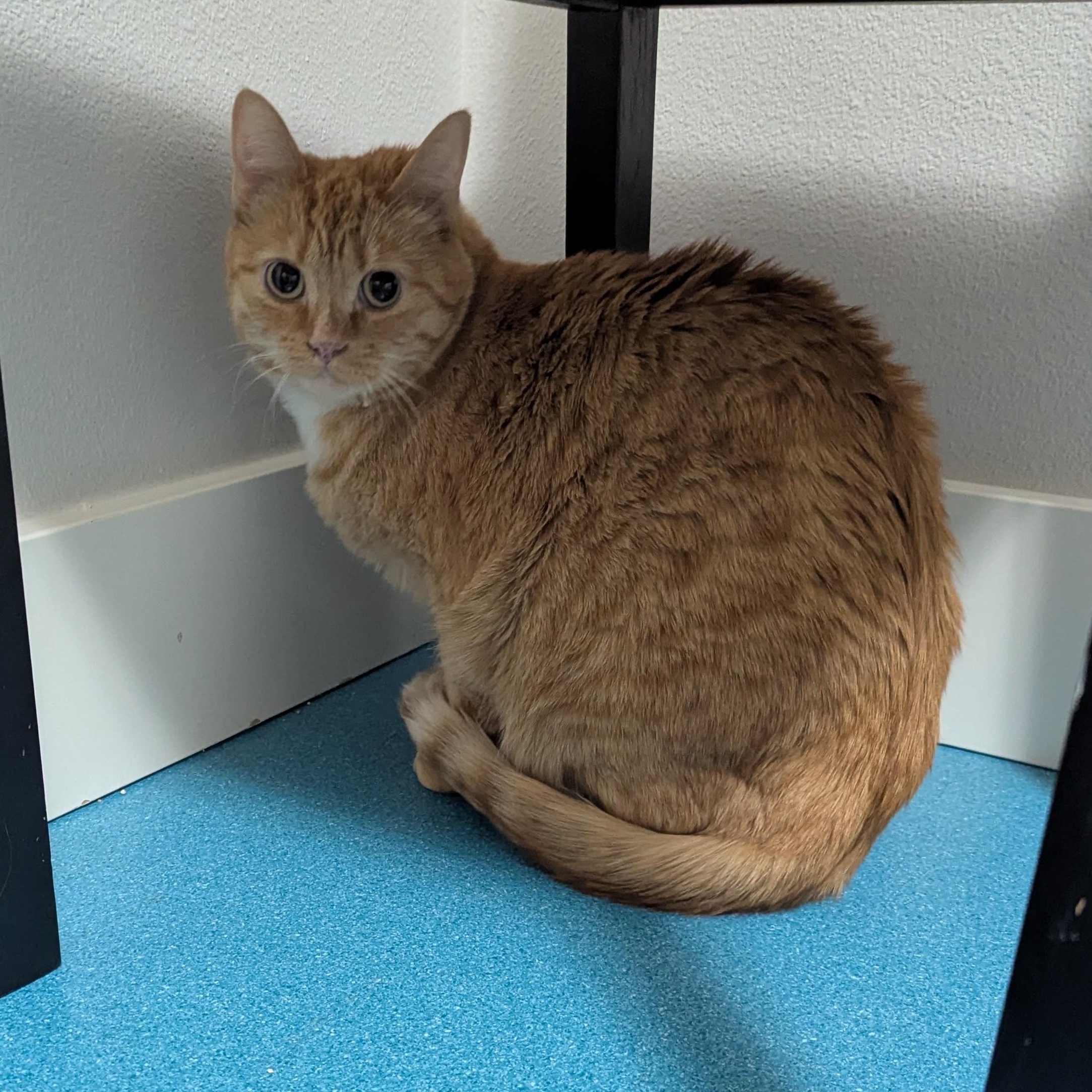 Enlarge Ginger, a ADOPTABLE Domestic Short Hair in West Richland, WA image 4/4