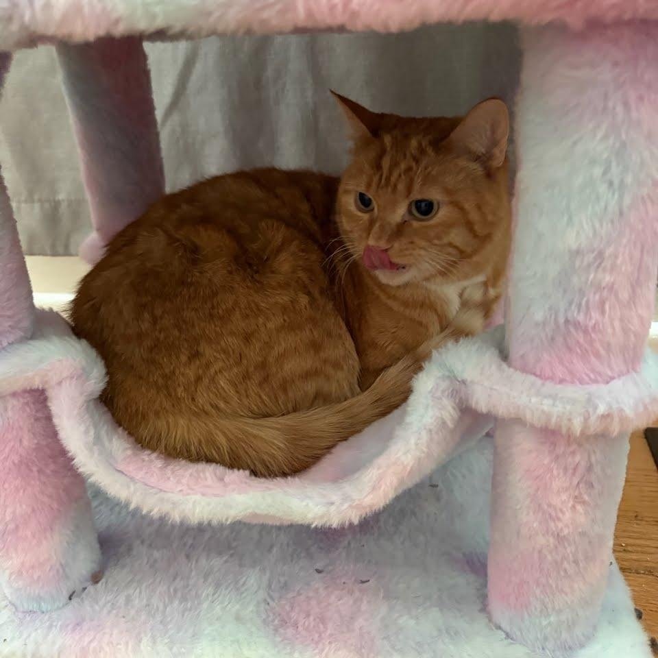 Enlarge Ginger, a ADOPTABLE Domestic Short Hair in West Richland, WA image 5/5