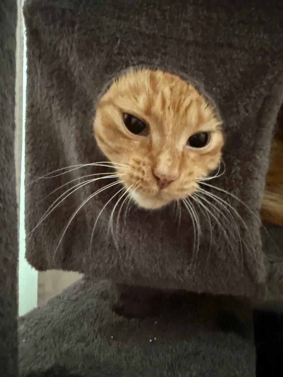 Enlarge Ginger, a ADOPTABLE Domestic Short Hair in West Richland, WA image 2/4
