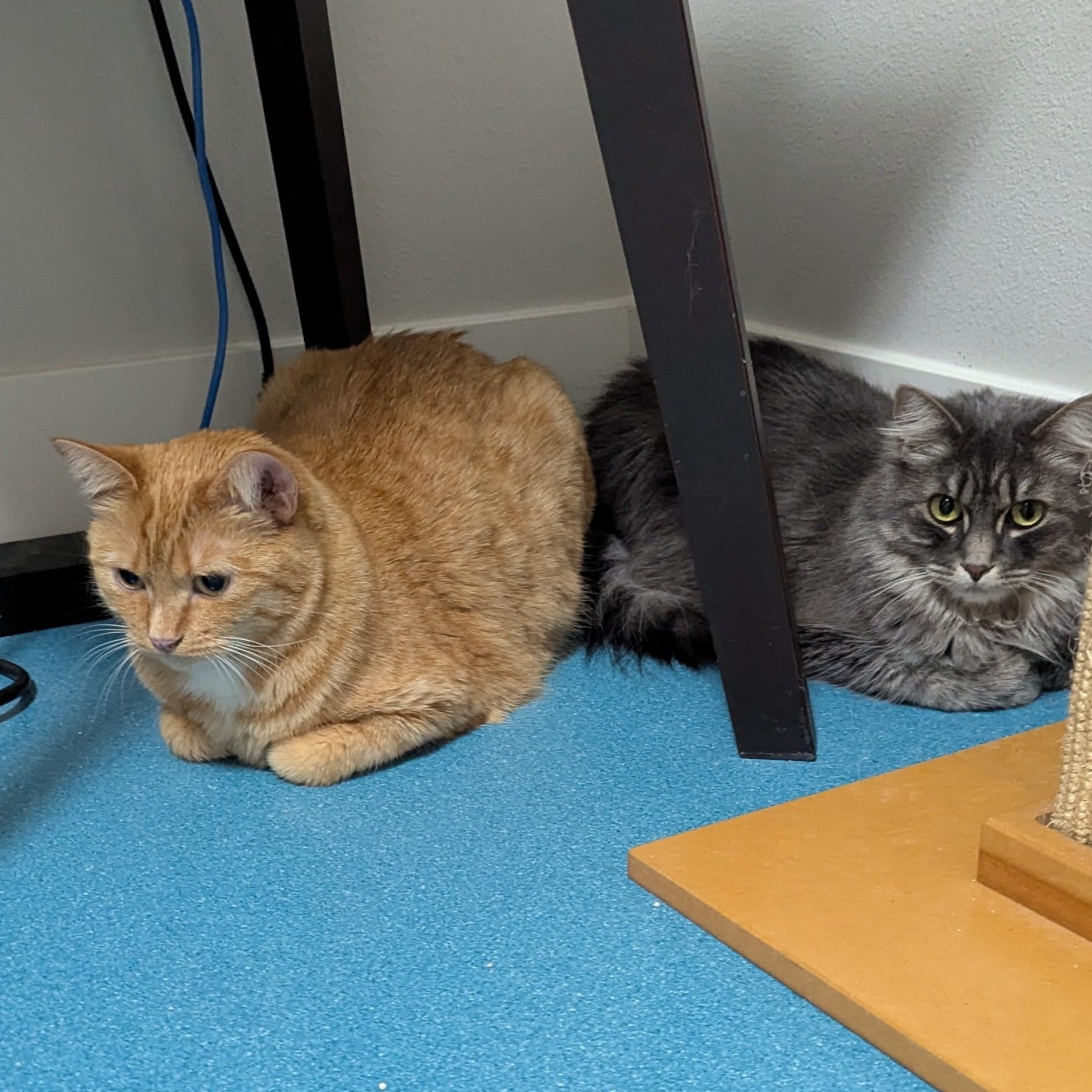 Enlarge Ginger, a ADOPTABLE Domestic Short Hair in West Richland, WA image 2/4