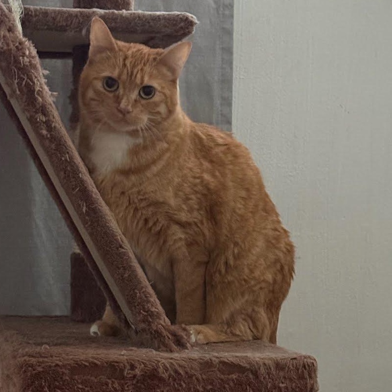 Ginger, ADOPTABLE, Young Female Domestic Short Hair.