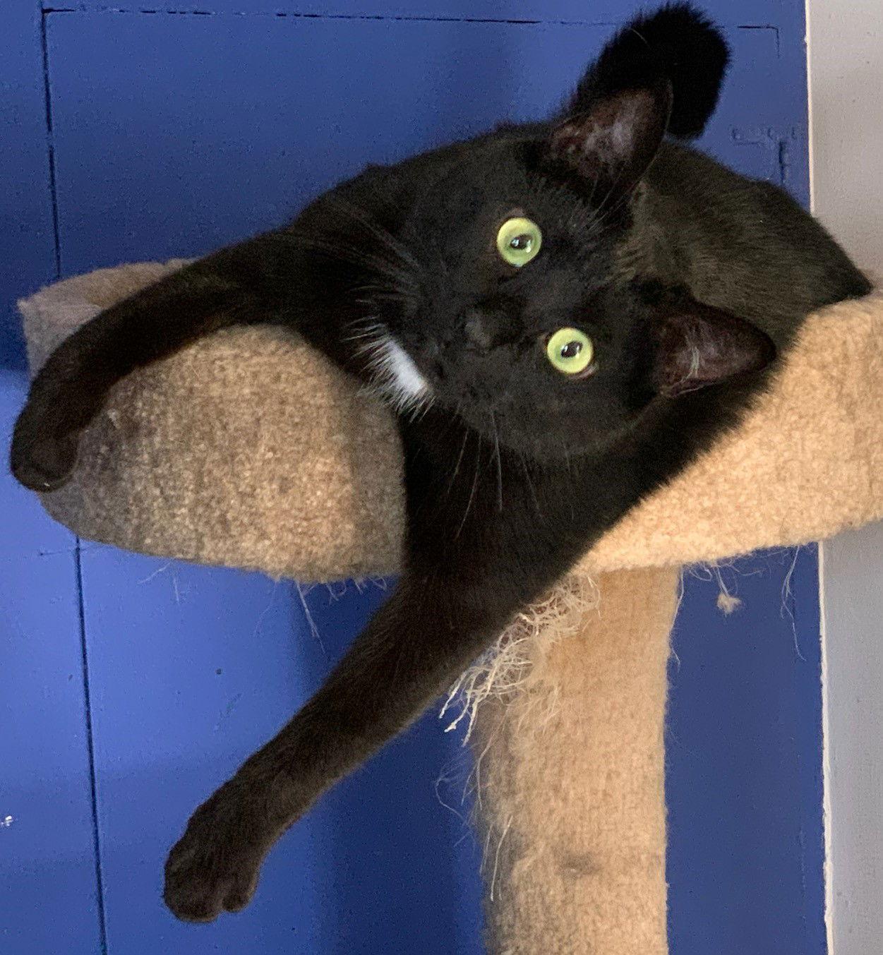 Enlarge Cw Litter Joey J, a Adoptable Domestic Short Hair in Williamston, MI image 1/1