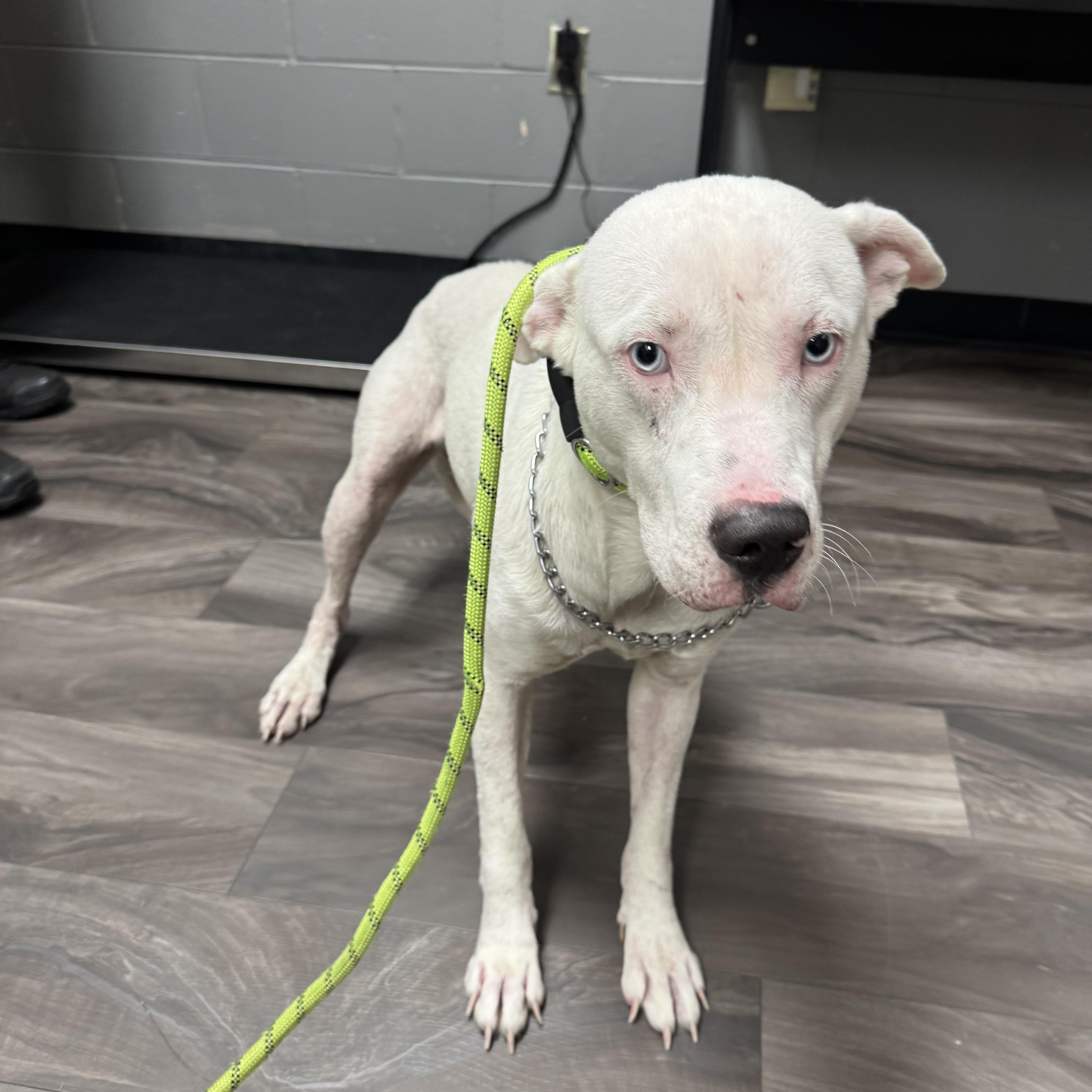 Yanett, adopted, Adult Female Pit Bull Terrier.