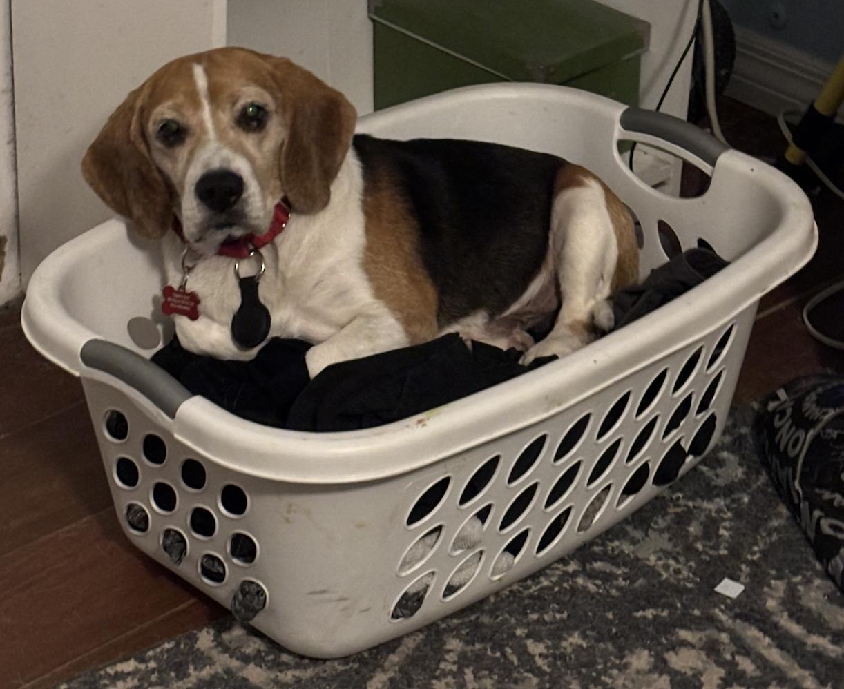 Miracle Max, Adoptable, Senior Male Beagle.