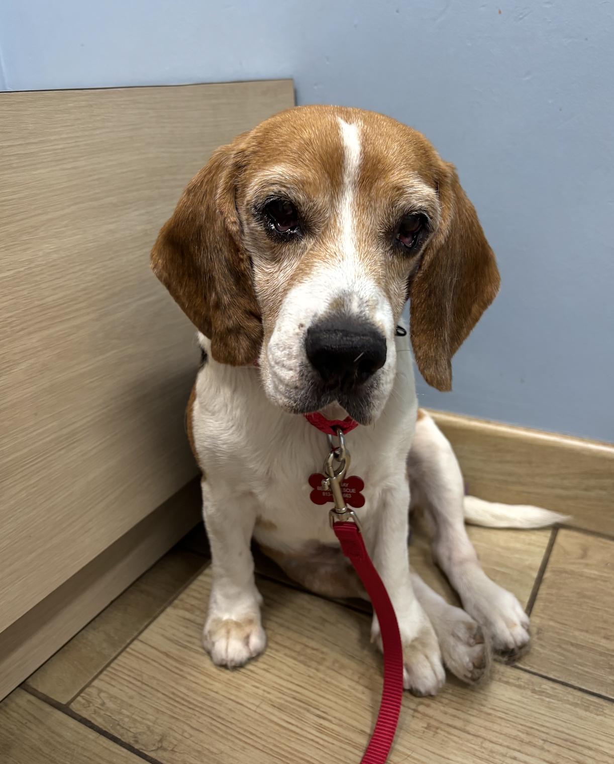 Miracle Max, a Adoptable Beagle in Tampa, FL image 2/3