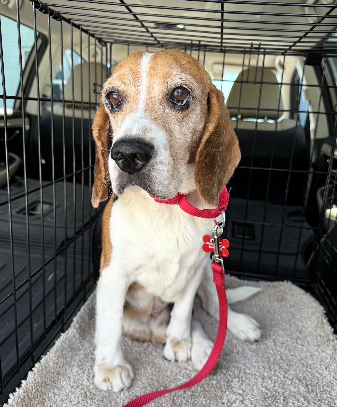 Miracle Max, a Adoptable Beagle in Tampa, FL image 3/3
