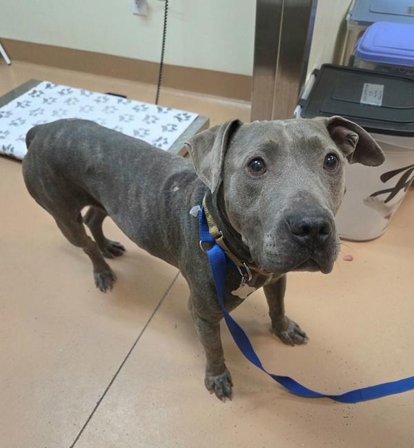 Nico, Adoptable, Adult Male Pit Bull Terrier.