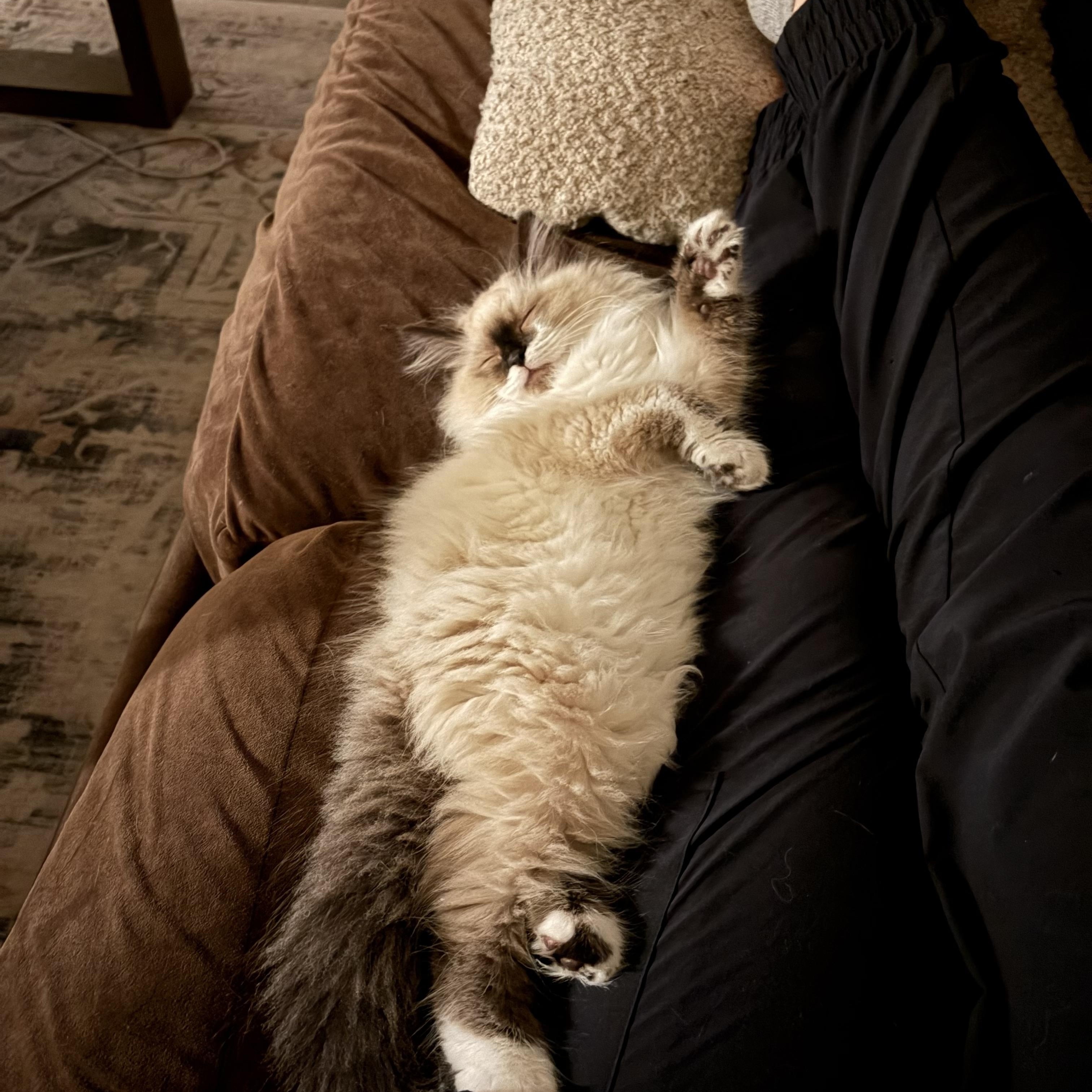 Blu (Bonded with Gordita Crunch), an adopted Ragdoll in Sacramento, CA image 5/6