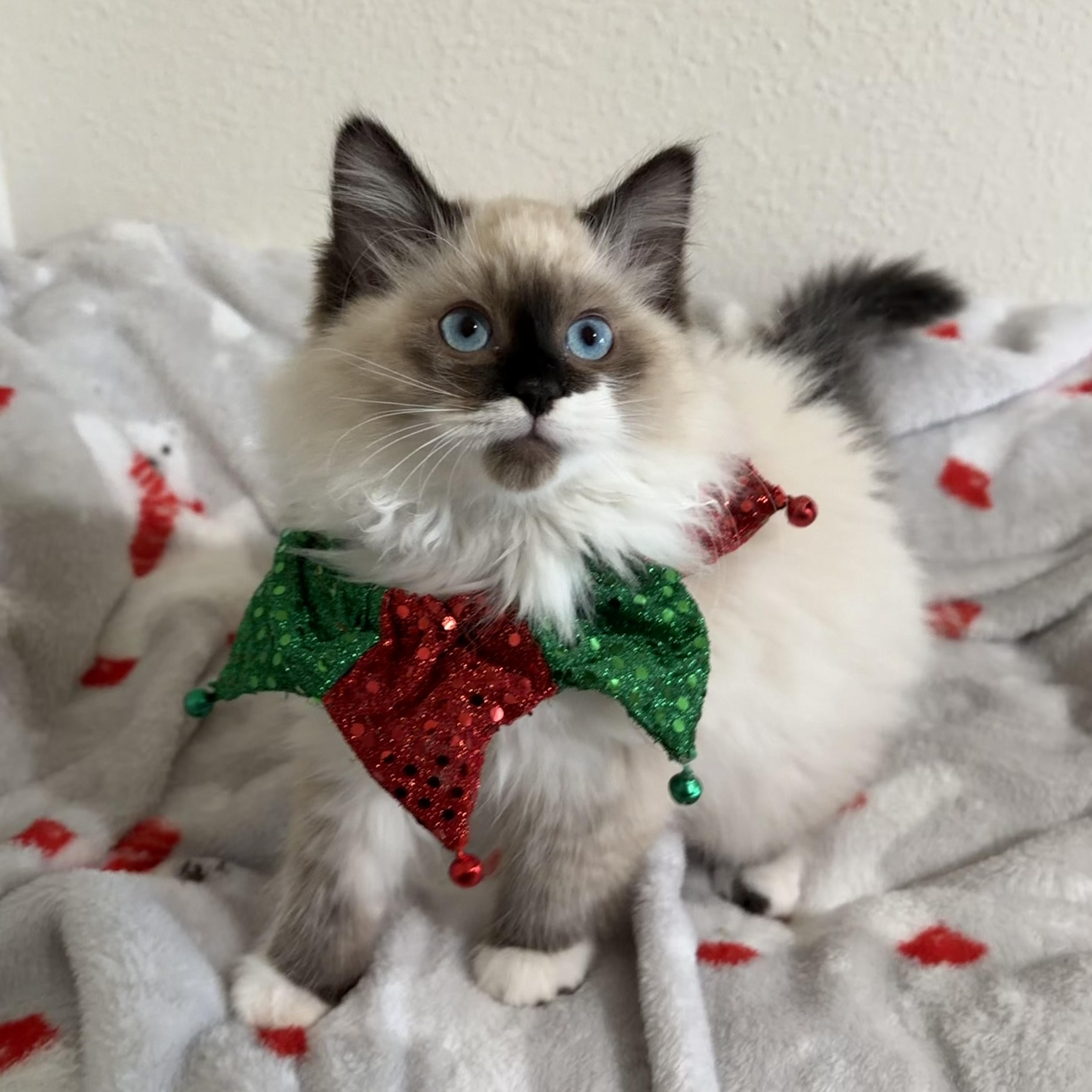 Blu (Bonded with Gordita Crunch), an adopted Ragdoll in Sacramento, CA image 6/6
