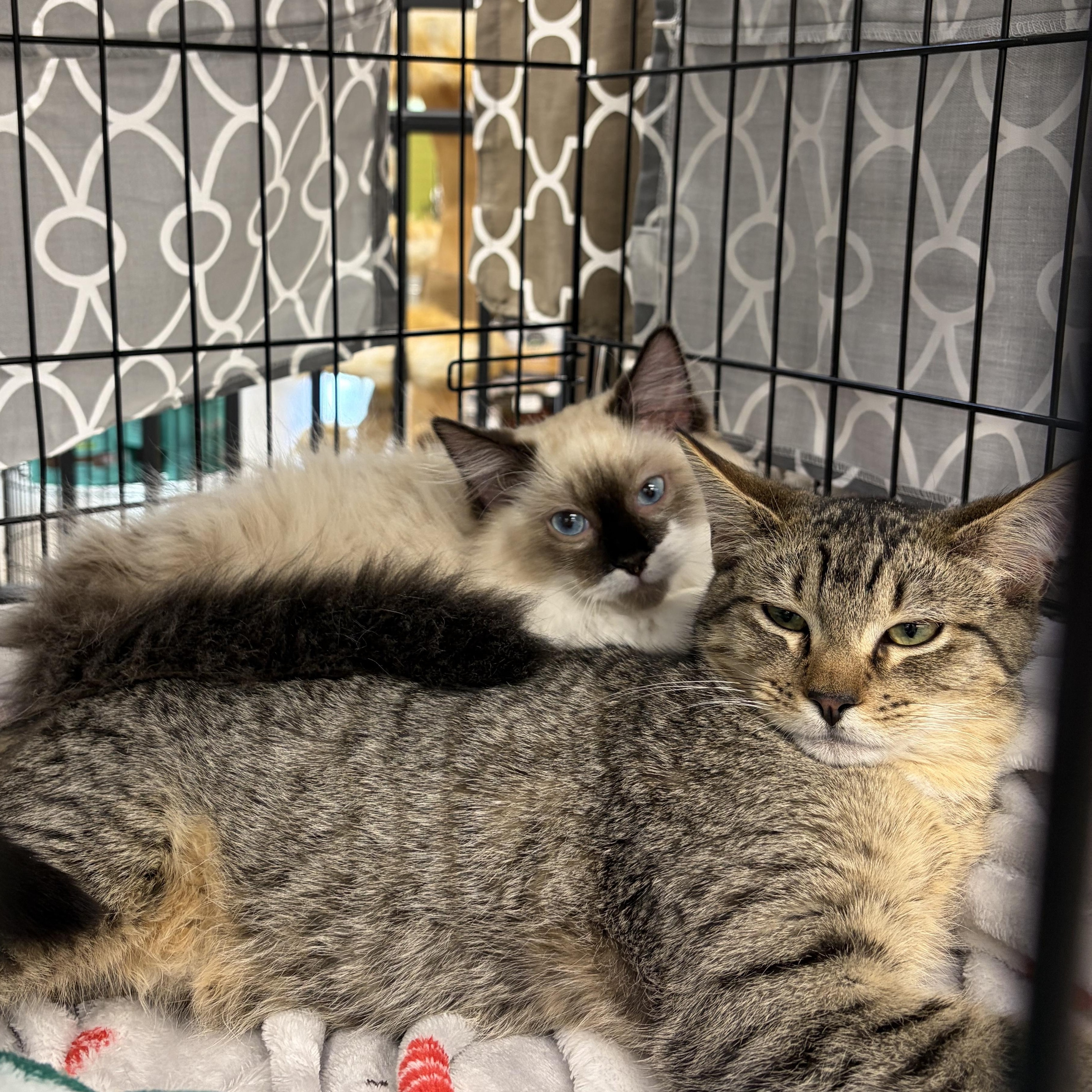 Blu (Bonded with Gordita Crunch), an adopted Ragdoll in Sacramento, CA image 2/6