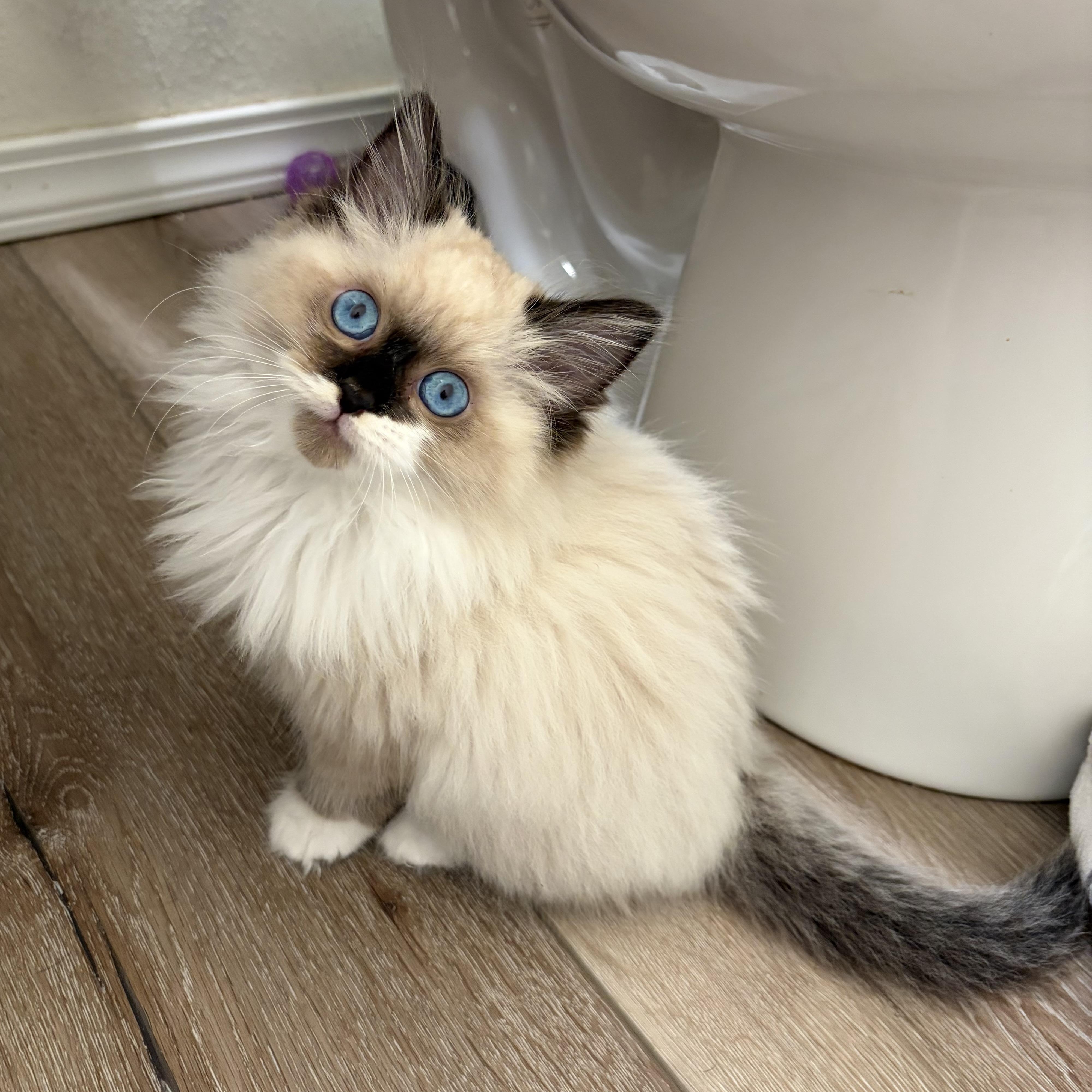 Blu (Bonded with Gordita Crunch), an adopted Ragdoll in Sacramento, CA image 4/6