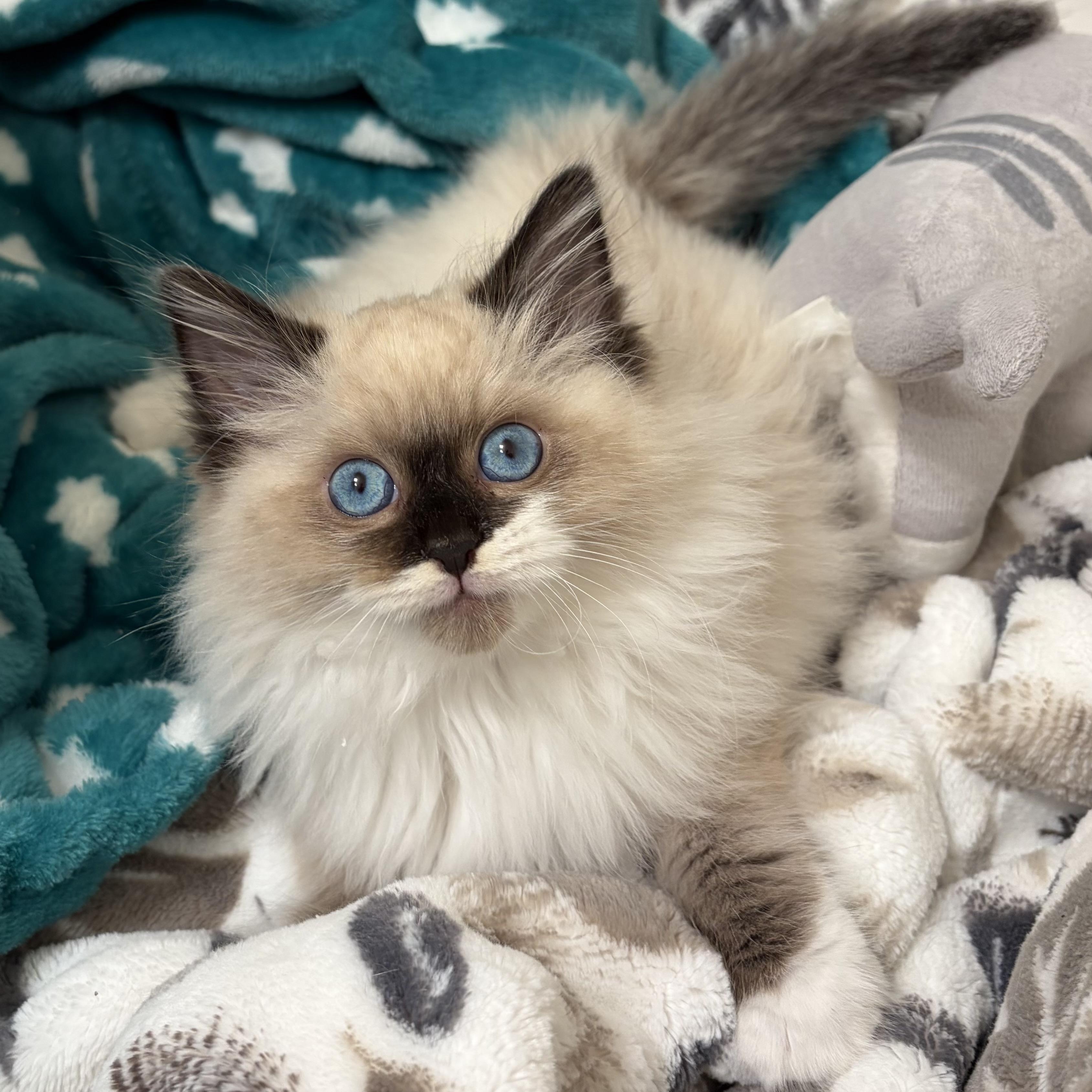 Blu (Bonded with Gordita Crunch), adopted, Kitten Male Ragdoll.