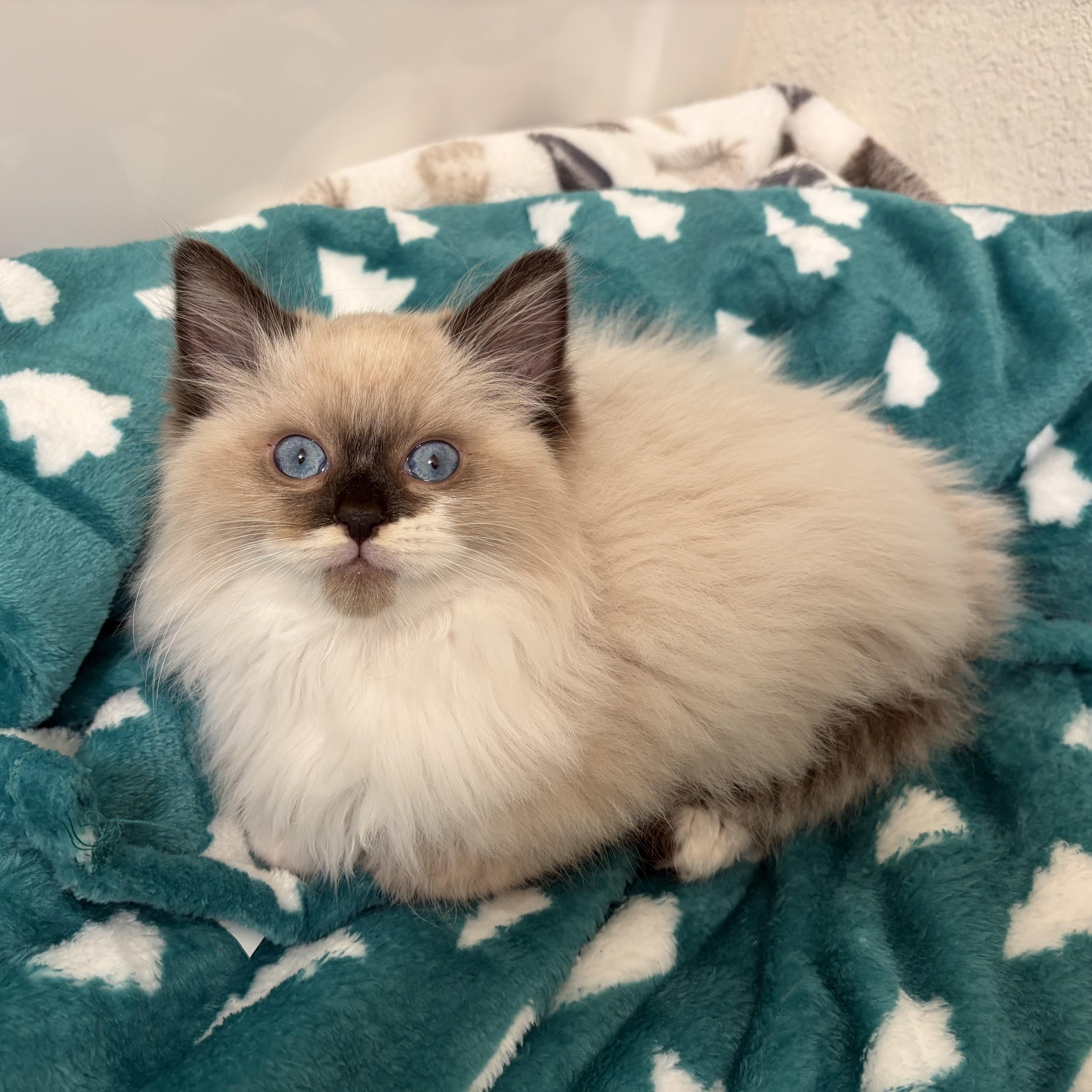 Blu (Bonded with Gordita Crunch), an adopted Ragdoll in Sacramento, CA image 3/6