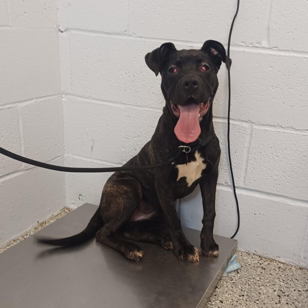 Enlarge Rina, a Adoptable mixed breed in Hattiesburg, MS image 1/4