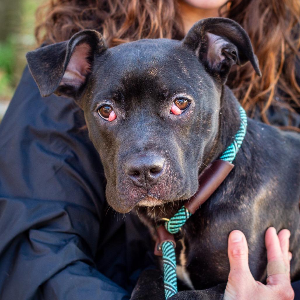 Enlarge Rina, a Adoptable mixed breed in Hattiesburg, MS image 3/4