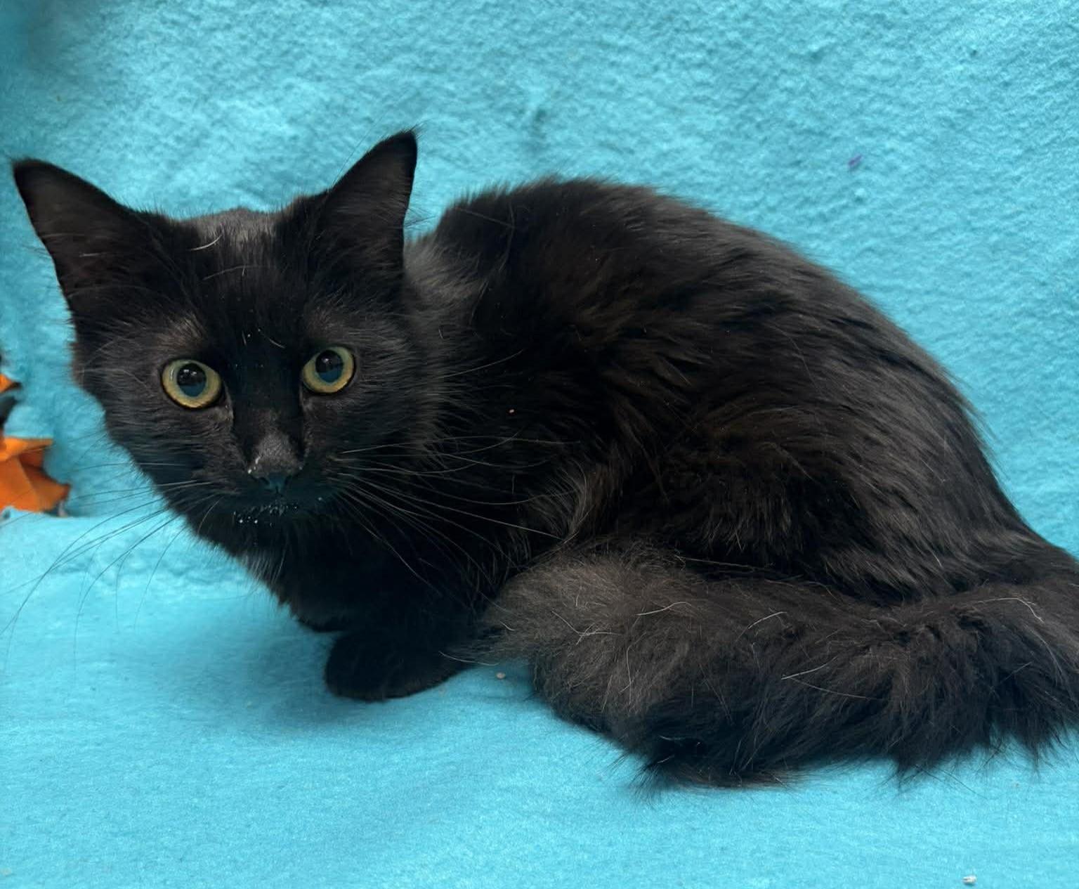 Enlarge Zoe, an adopted mixed breed in Maryville, MO image 2/2