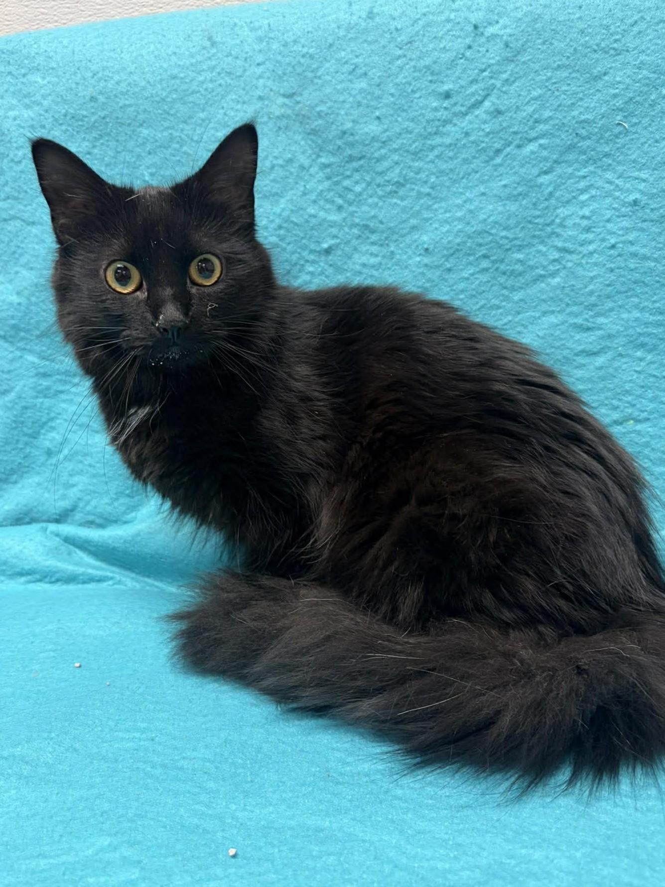Zoe, adopted, Young Female Domestic Long Hair.