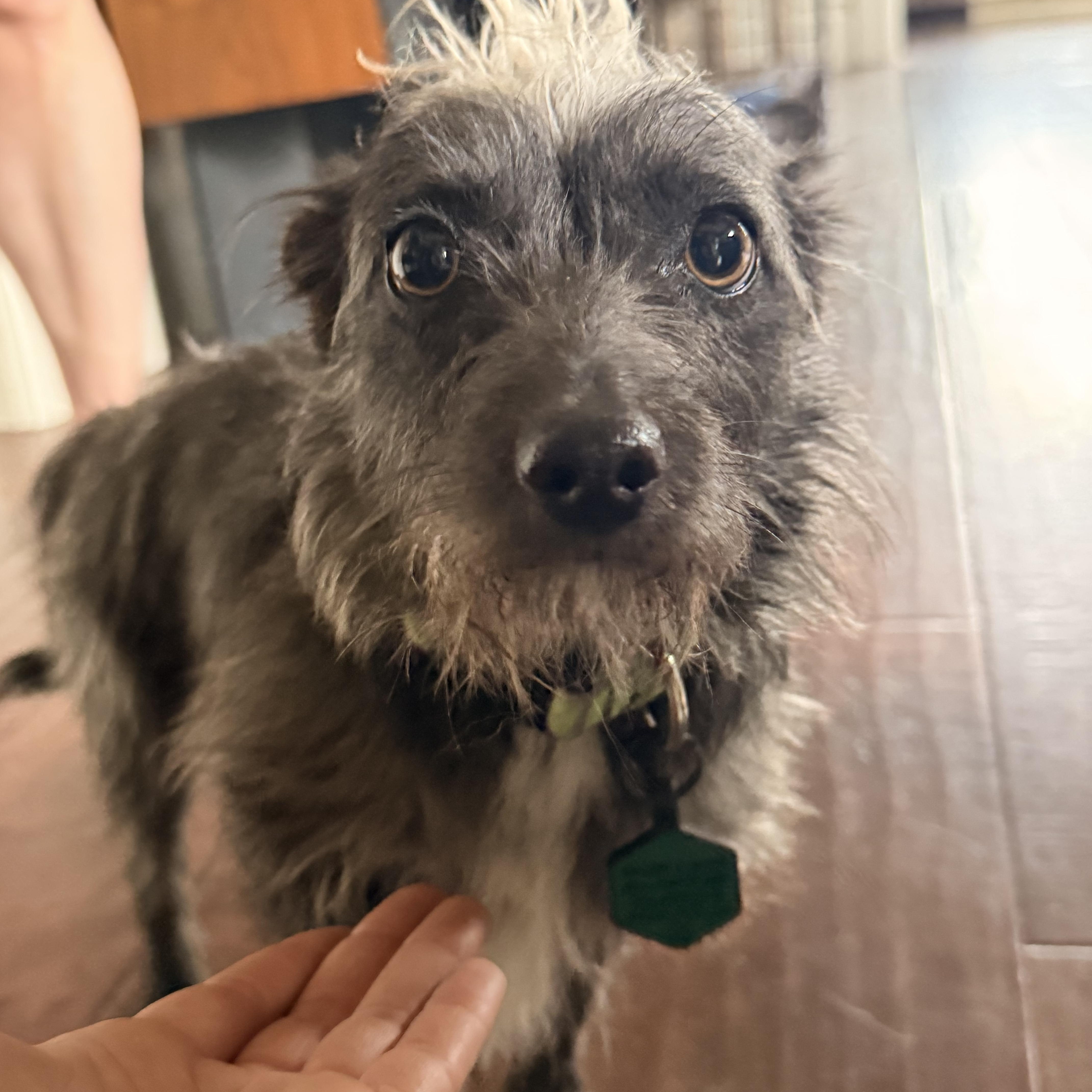 Lulu, a Adoptable mixed breed in Novato, CA image 3/4