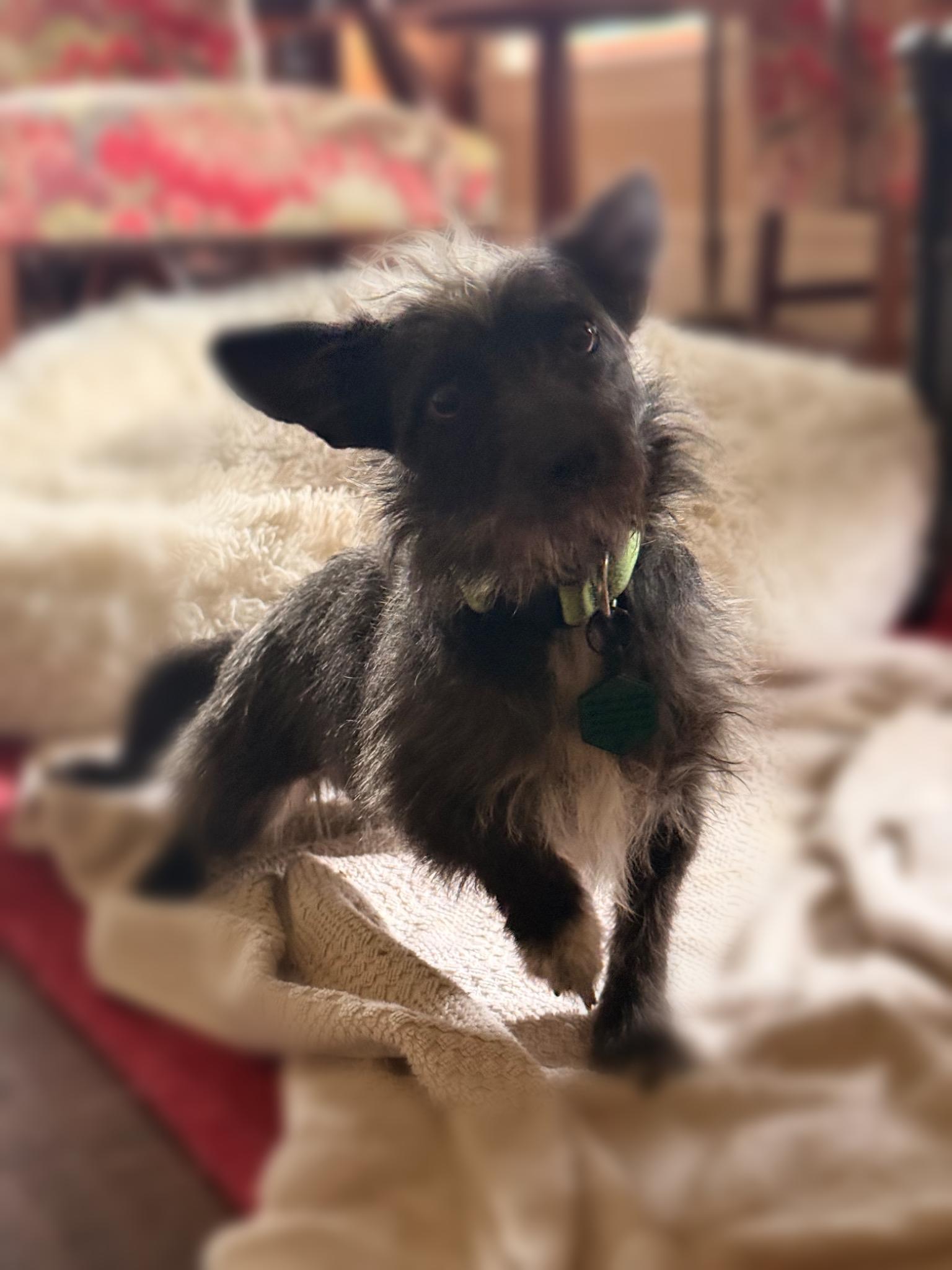 Lulu, a Adoptable mixed breed in Novato, CA image 4/4