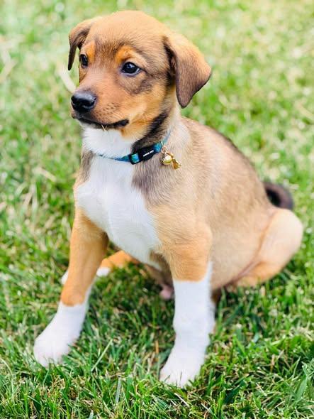 Rick Wright, a ADOPTABLE Mixed Breed in Winchester, KY image 1/4