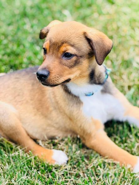 Rick Wright, a ADOPTABLE Mixed Breed in Winchester, KY image 4/4