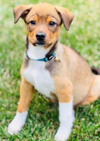 Rick Wright, a ADOPTABLE Mixed Breed in Winchester, KY image 2/4