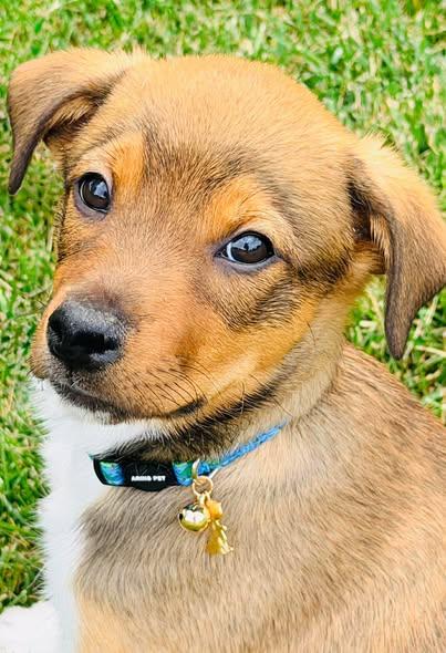 Rick Wright, a ADOPTABLE Mixed Breed in Winchester, KY image 3/4