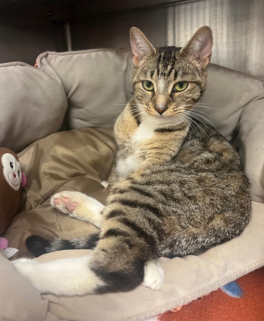 Pokemon - Misty / AC 27908 A, Adoptable, Young Female Domestic Short Hair.