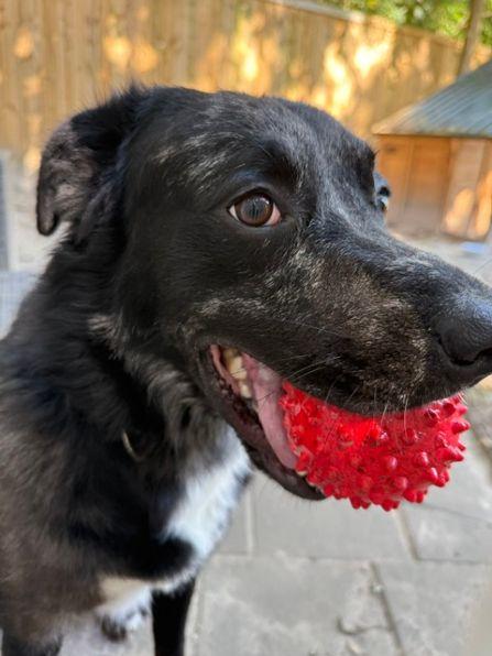Enlarge Palmer, a Adoptable mixed breed in Willington, CT image 2/6