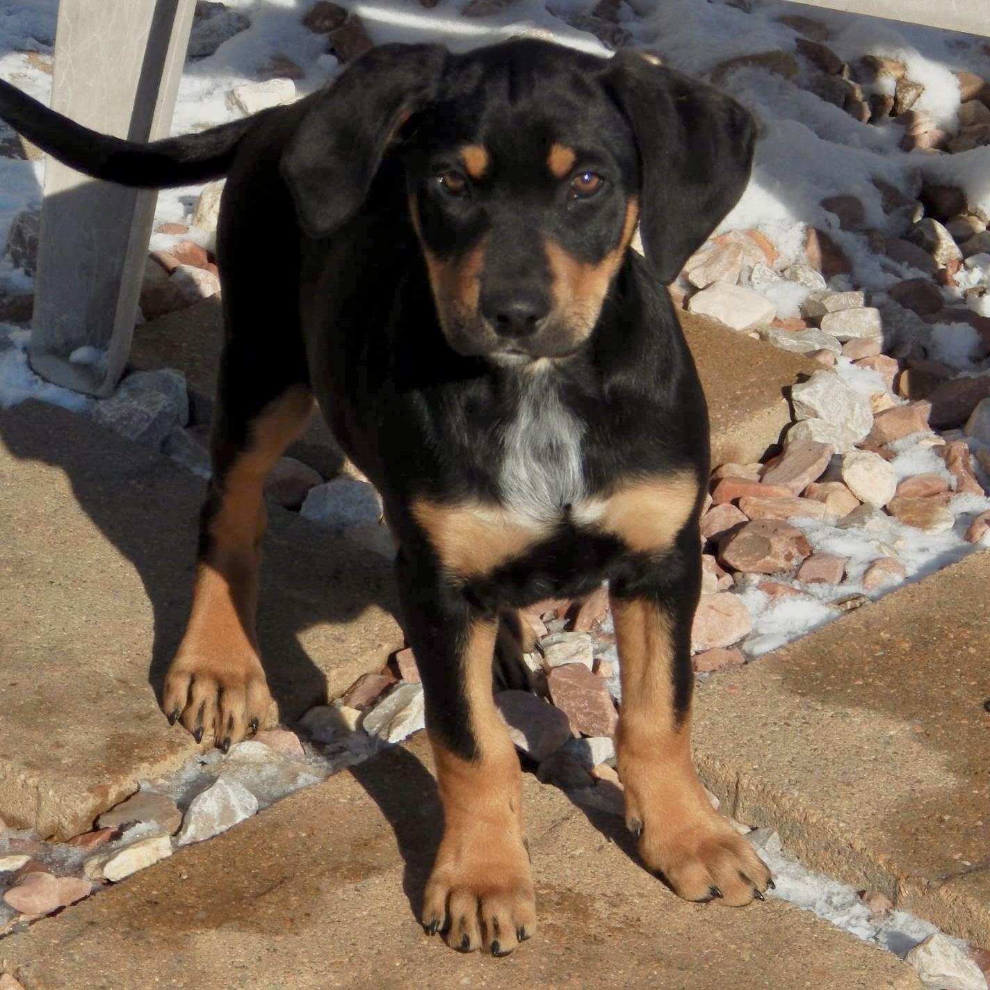 Enlarge Raspberry , a ADOPTABLE mixed breed in Mead, CO image 6/6