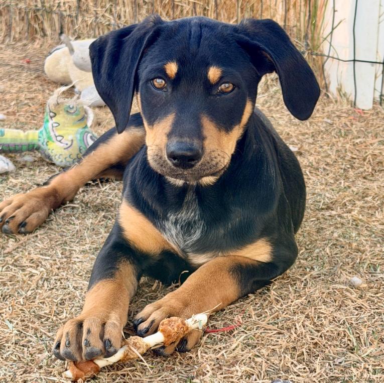 Enlarge Raspberry , a ADOPTABLE mixed breed in Mead, CO image 3/6