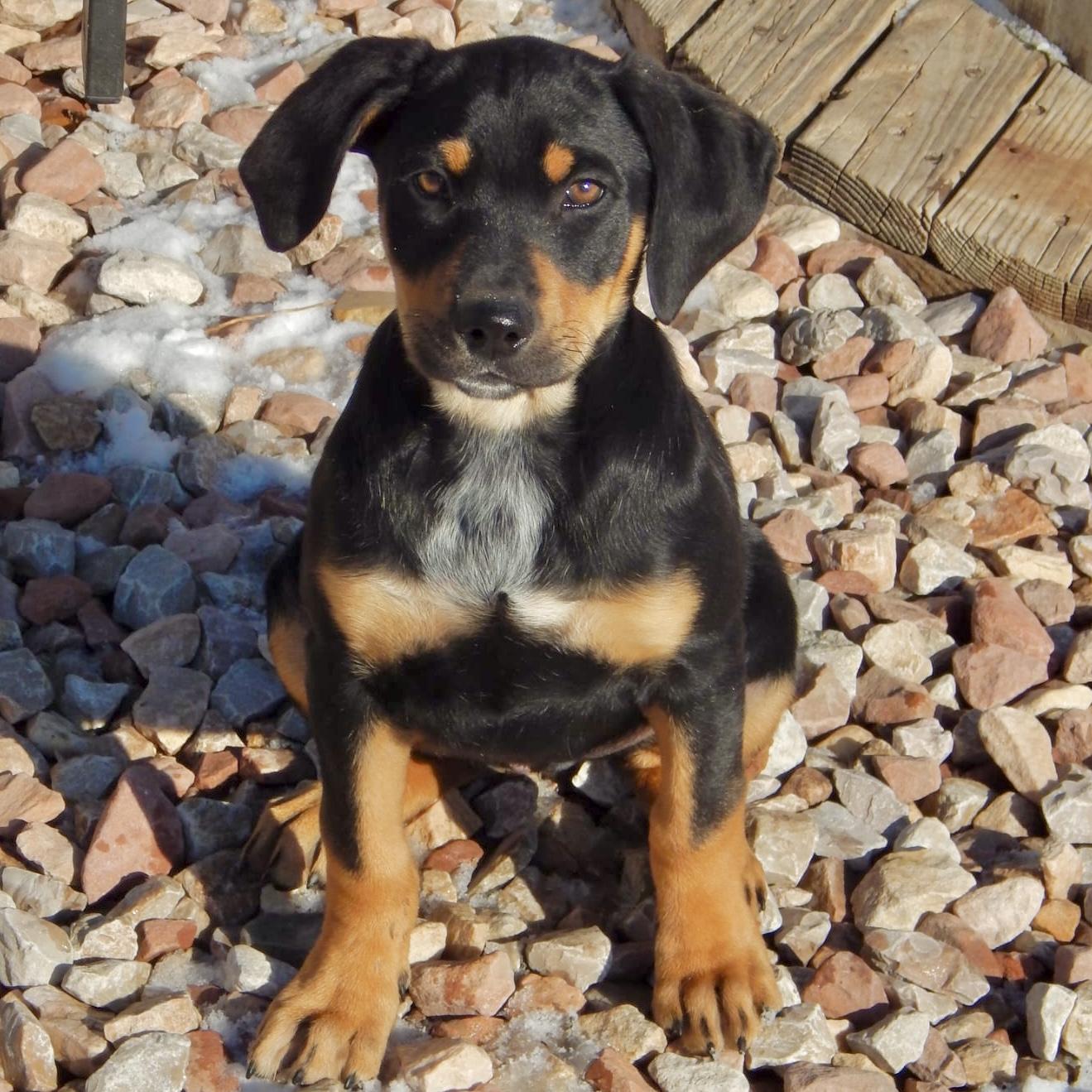 Enlarge Raspberry , a ADOPTABLE mixed breed in Mead, CO image 5/6