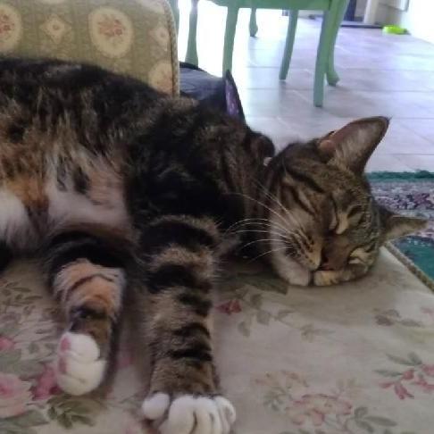 Enlarge Buddy Carlos, an adopted mixed breed in Ocala, FL image 2/3