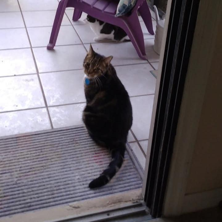 Enlarge Buddy Carlos, an adopted mixed breed in Ocala, FL image 3/3