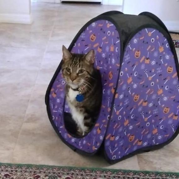 Enlarge Buddy Carlos, an adopted mixed breed in Ocala, FL image 1/3