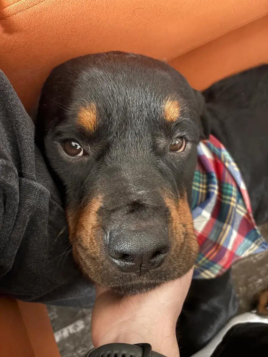 Enlarge Knox, a ADOPTABLE Rottweiler in Polk, OH image 1/5